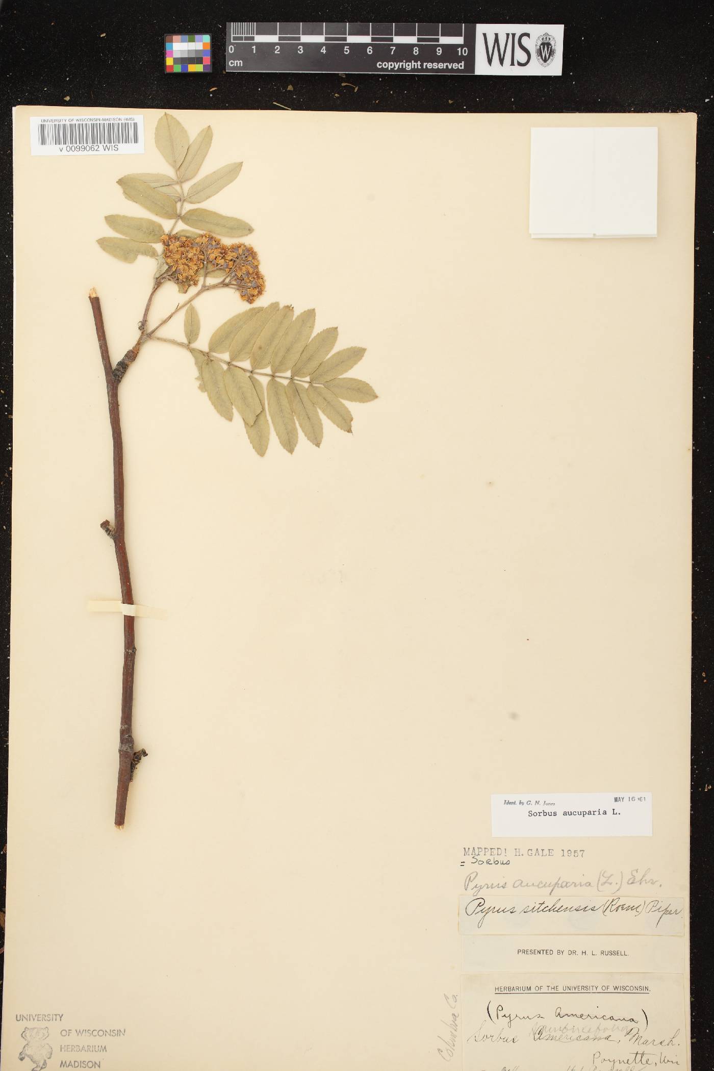 Sorbus aucuparia image