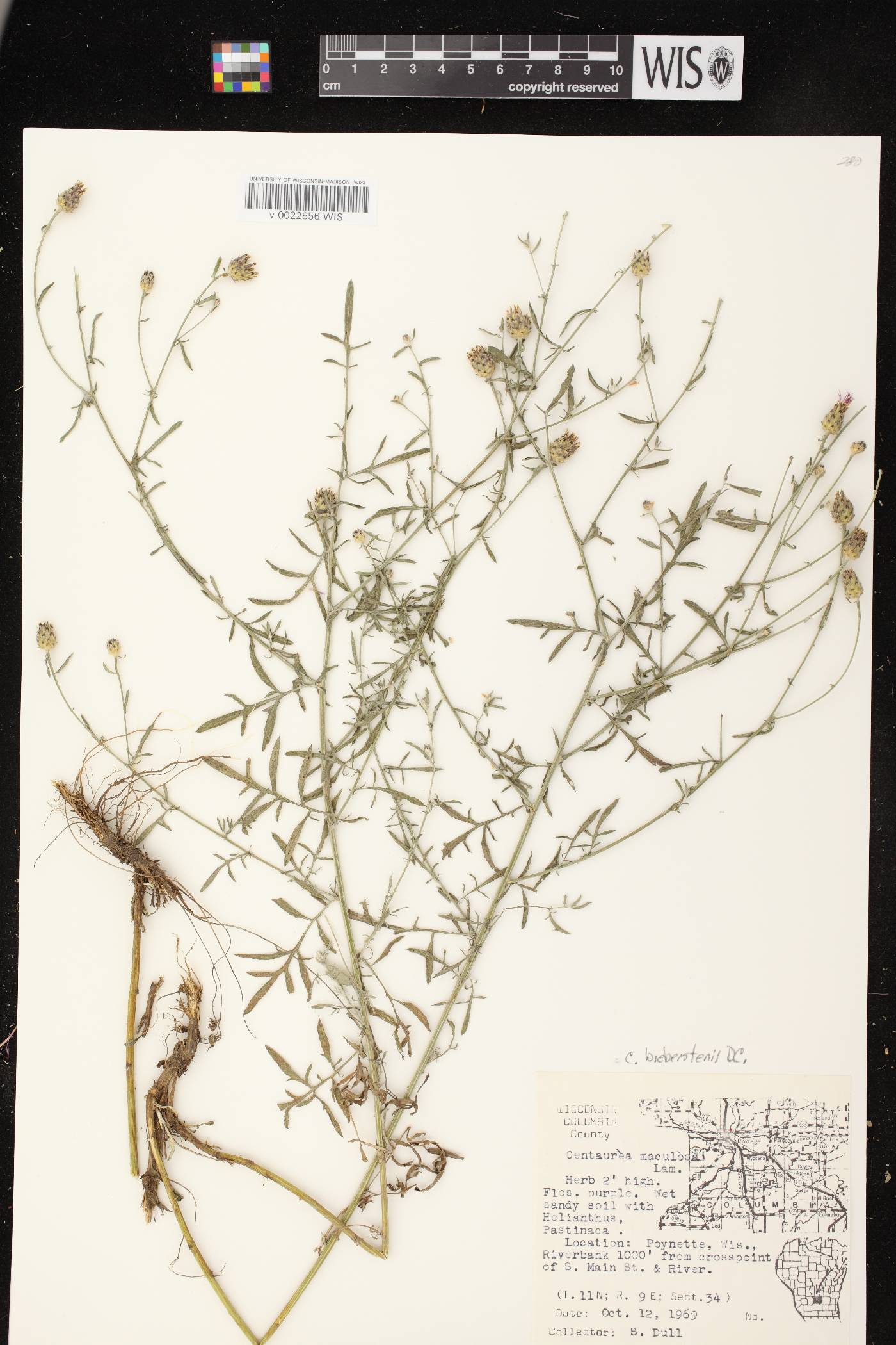 Centaurea stoebe image
