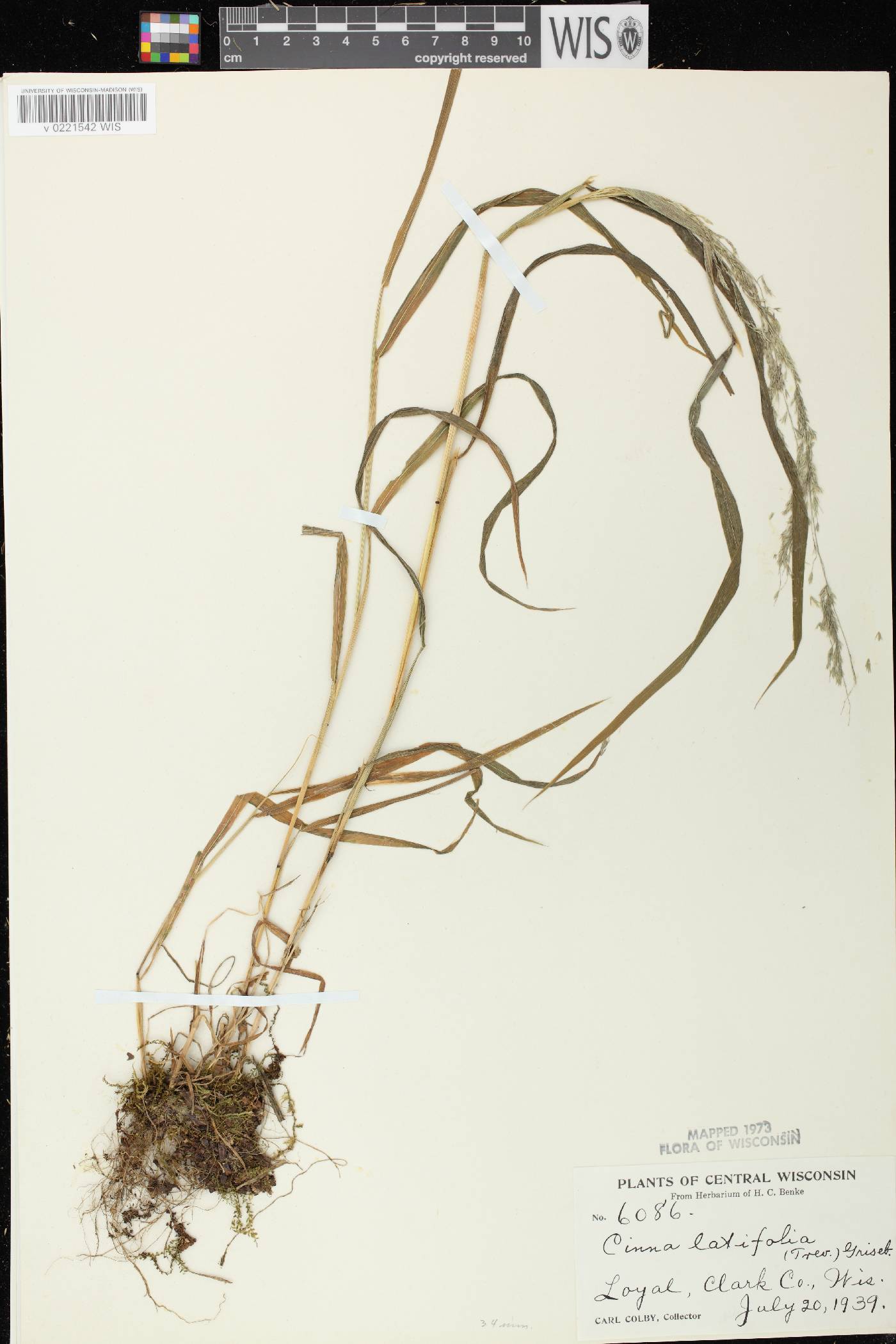 Cinna latifolia image