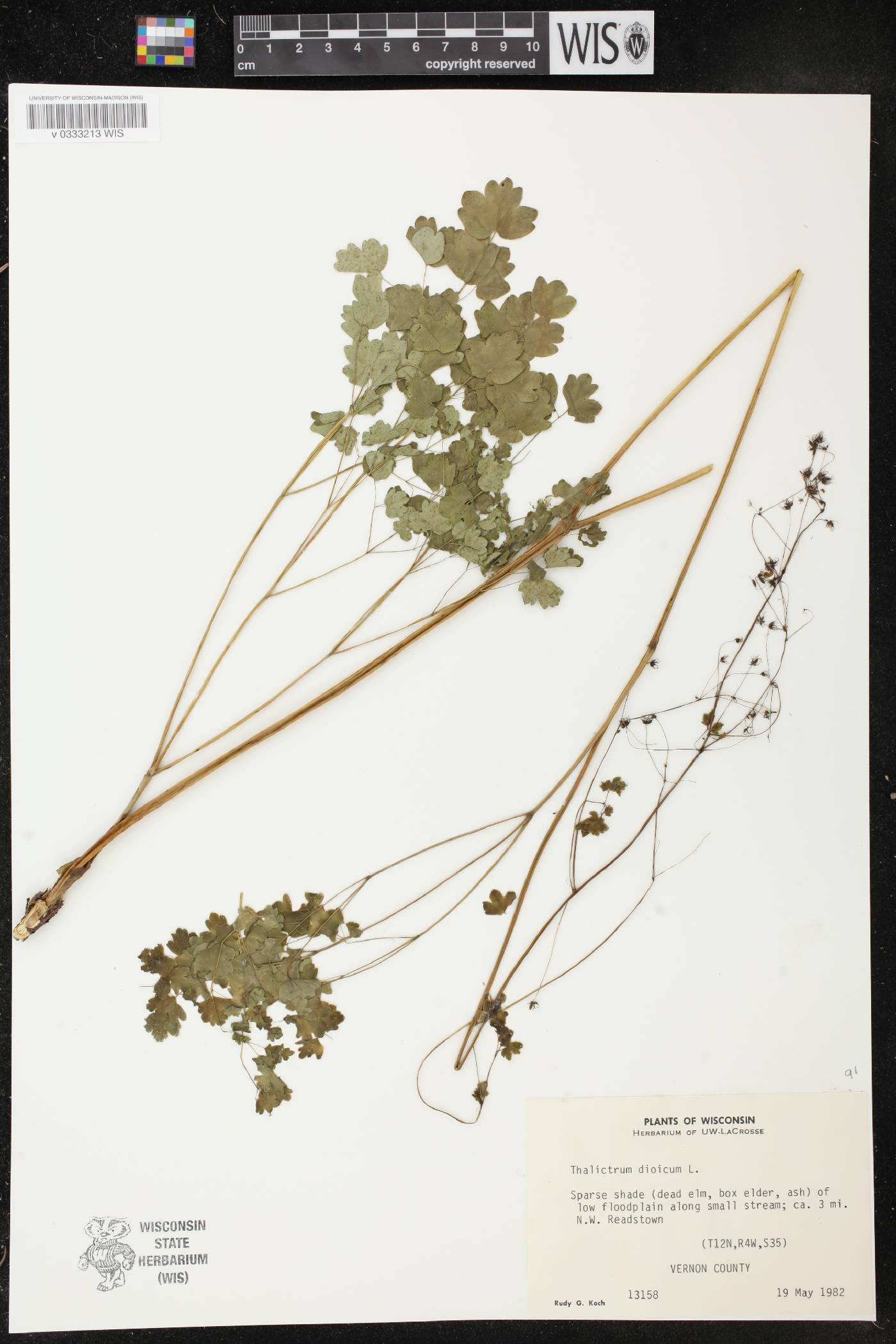Thalictrum dioicum image