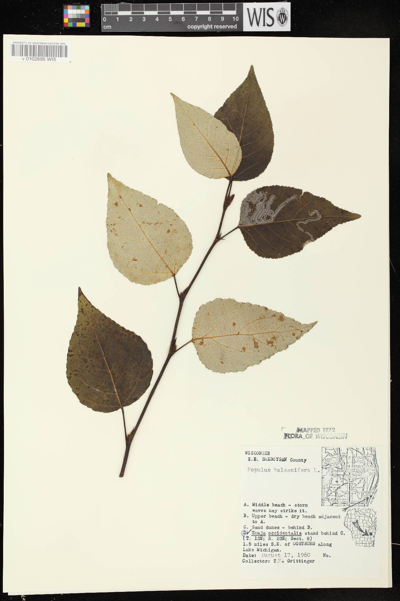 Populus balsamifera image
