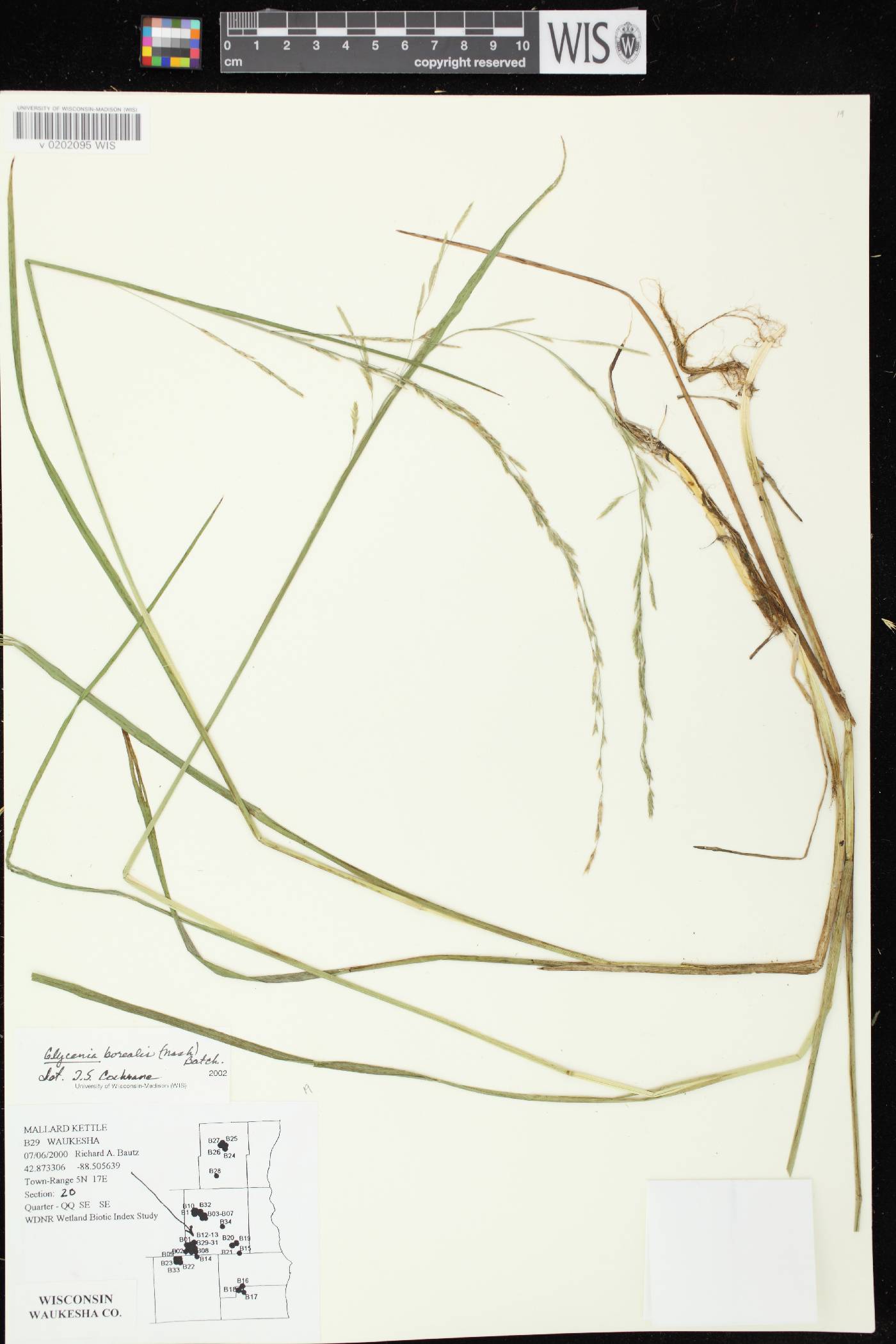 Glyceria borealis image