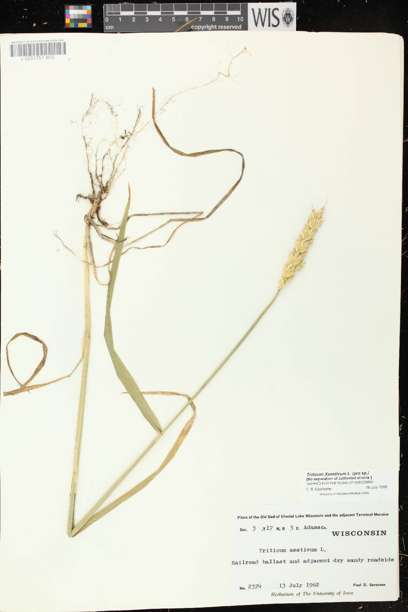Triticum aestivum image