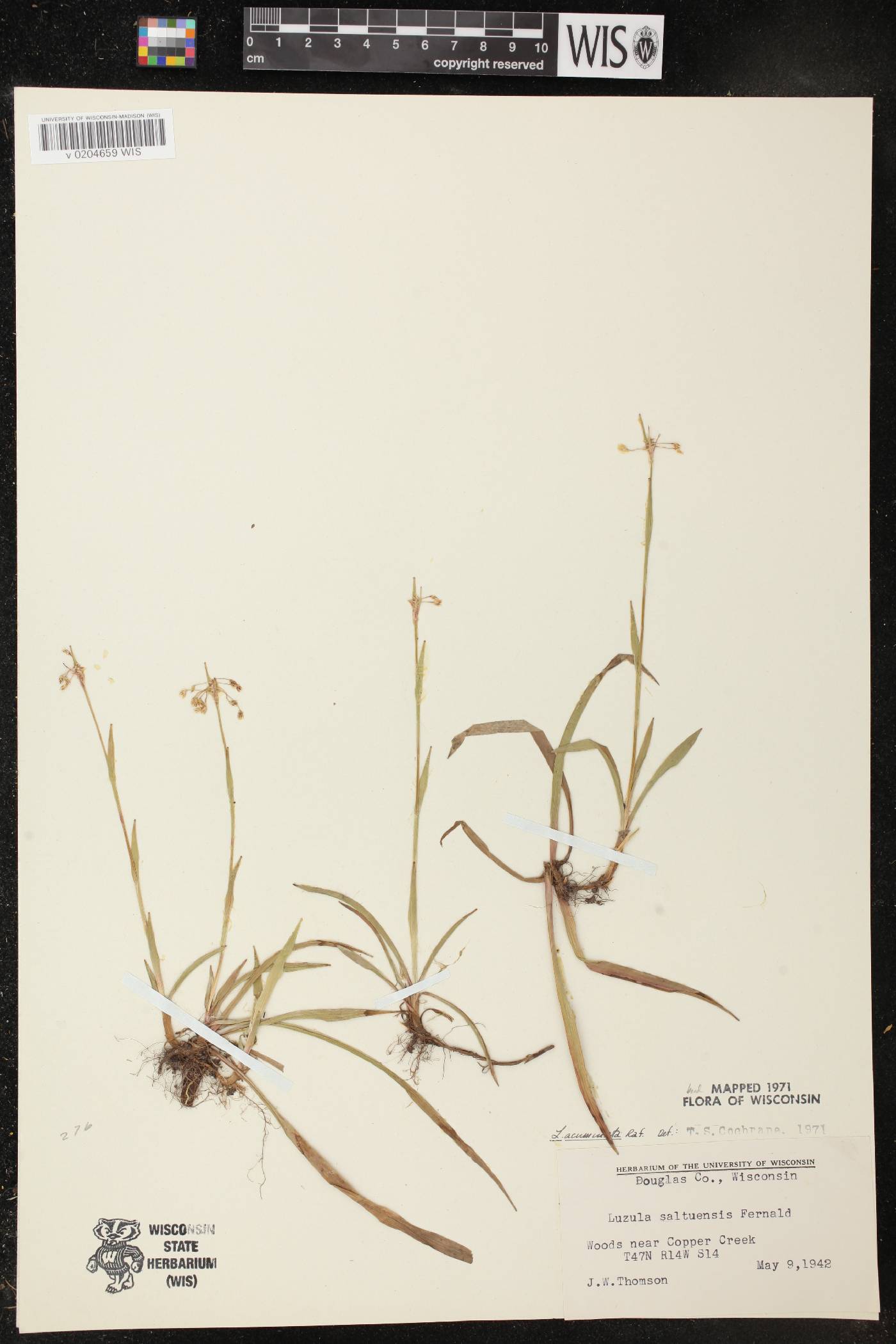 Luzula acuminata image