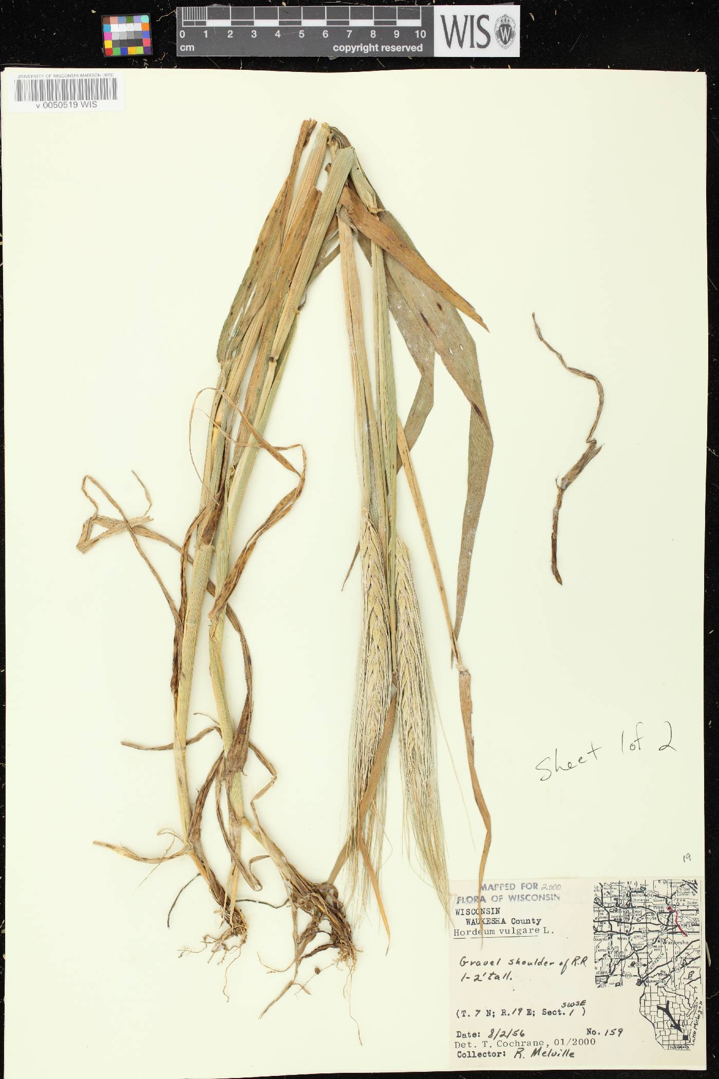Hordeum vulgare image