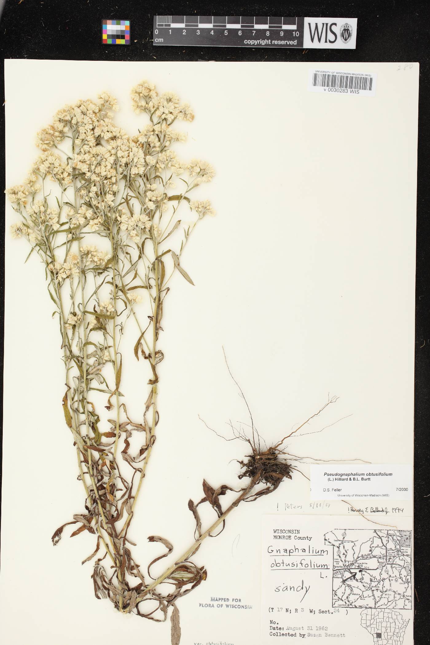 Pseudognaphalium obtusifolium image