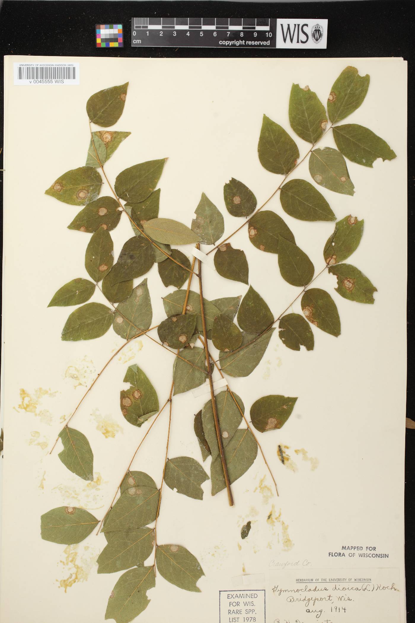 Gymnocladus dioicus image