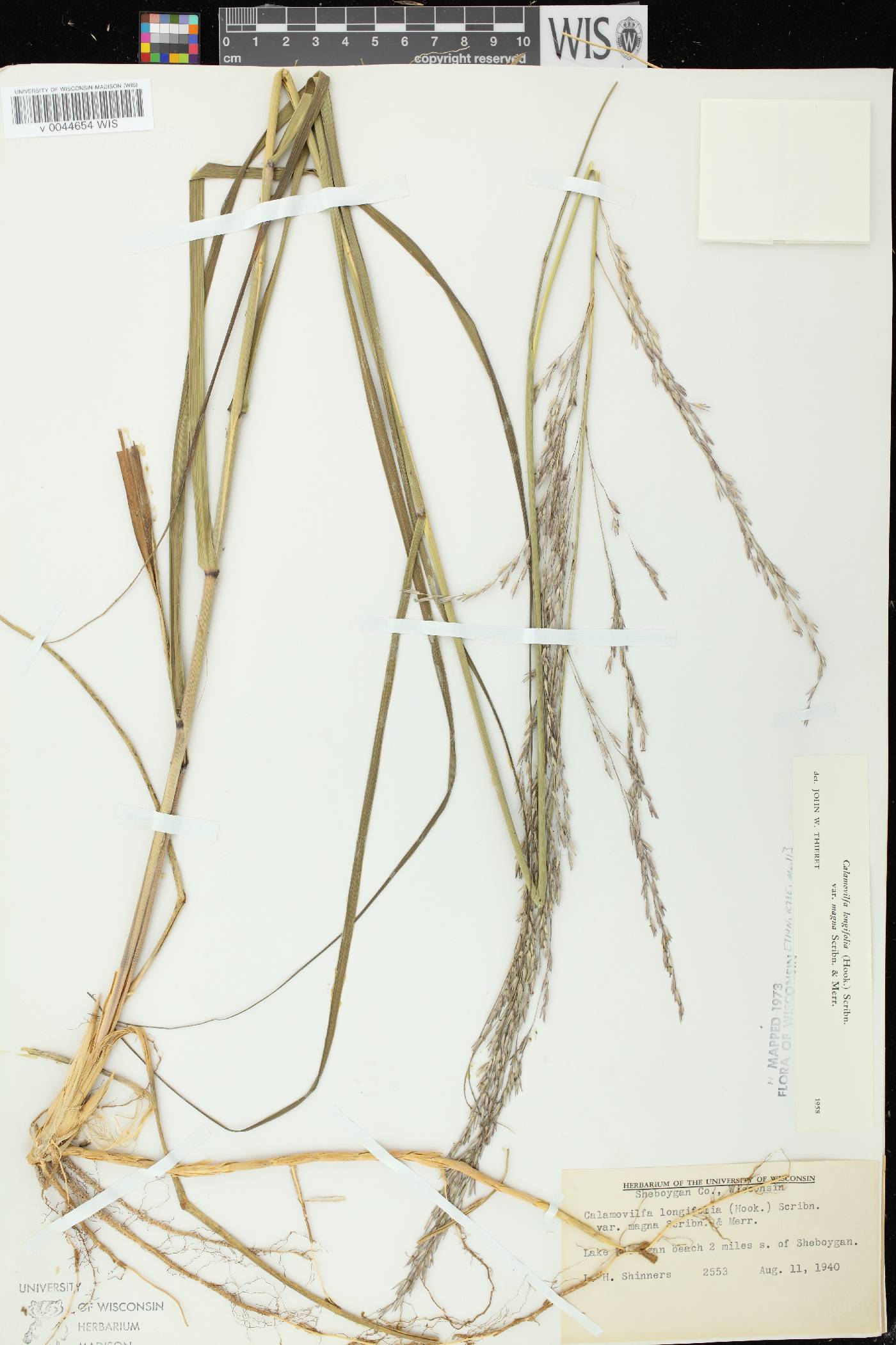 Calamovilfa longifolia image