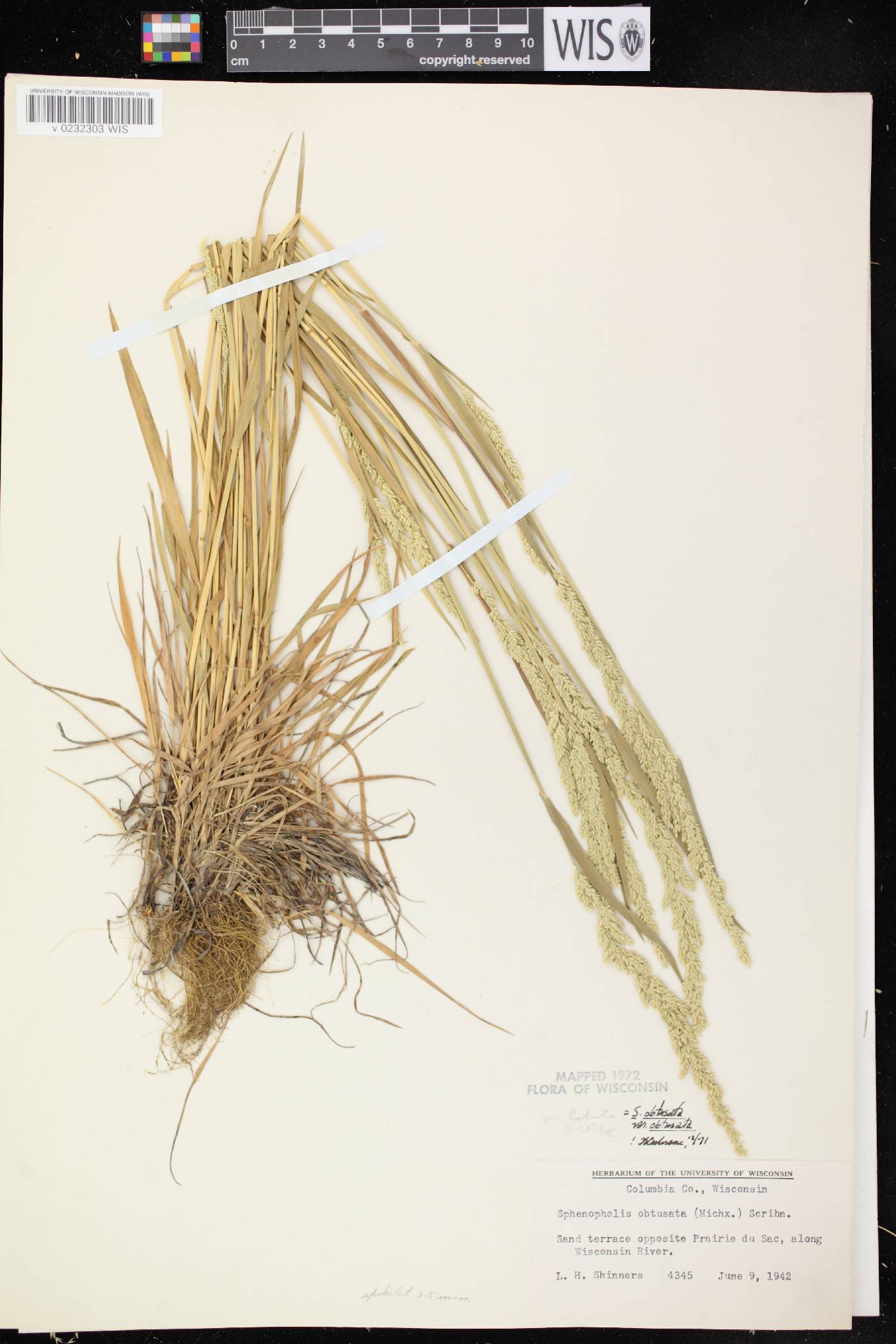 Sphenopholis obtusata image