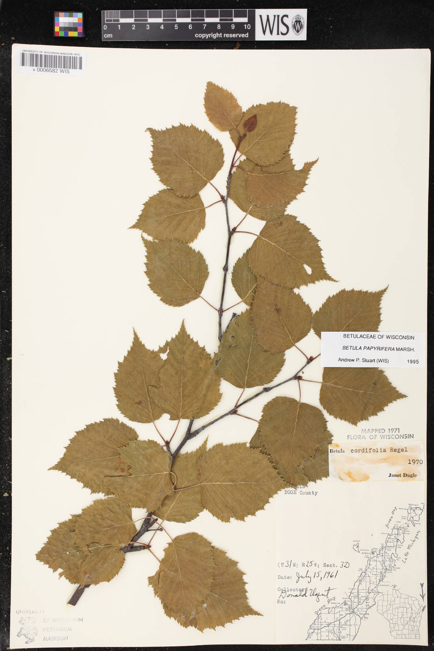 Betula cordifolia image
