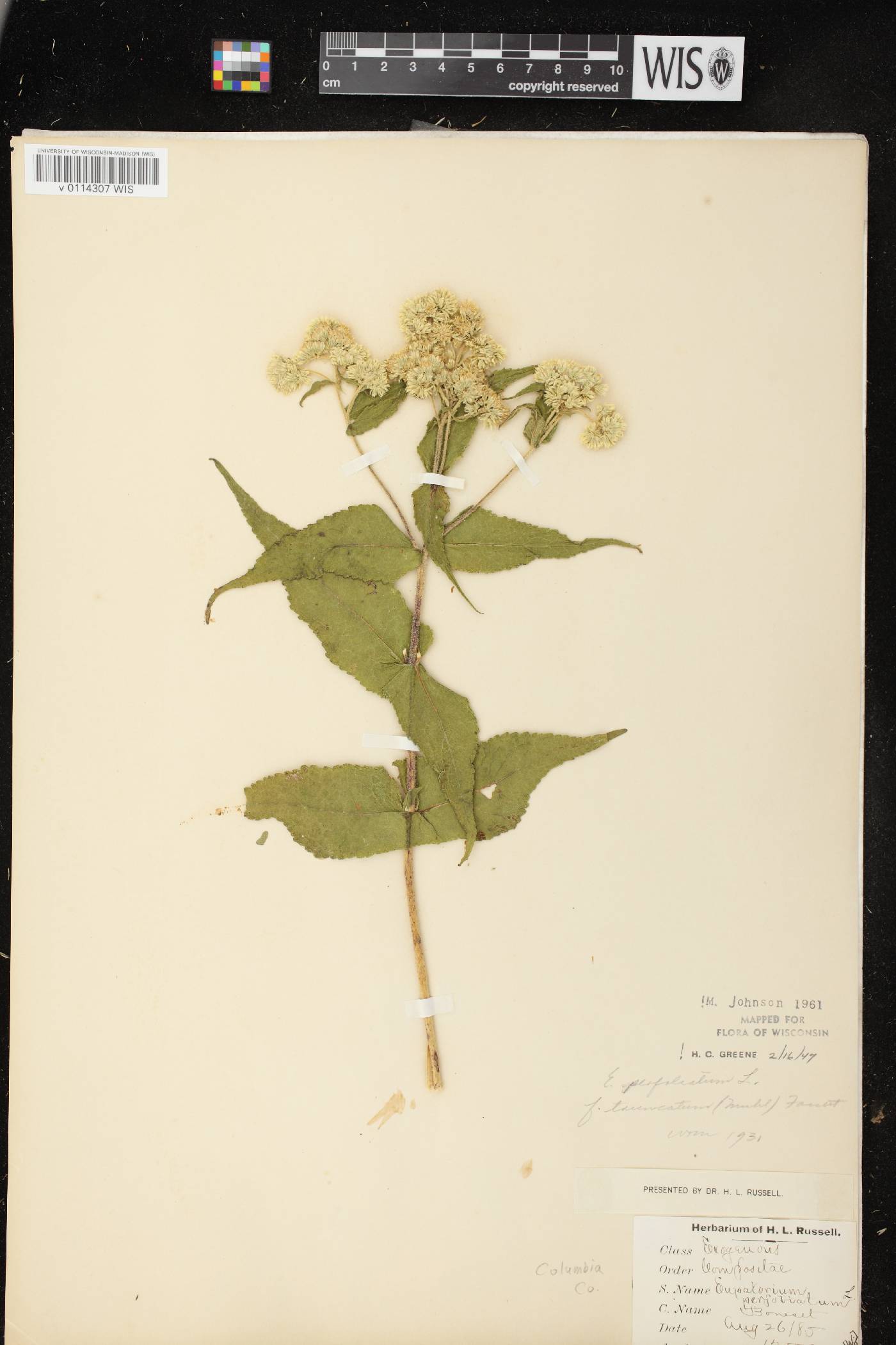 Eupatorium perfoliatum image