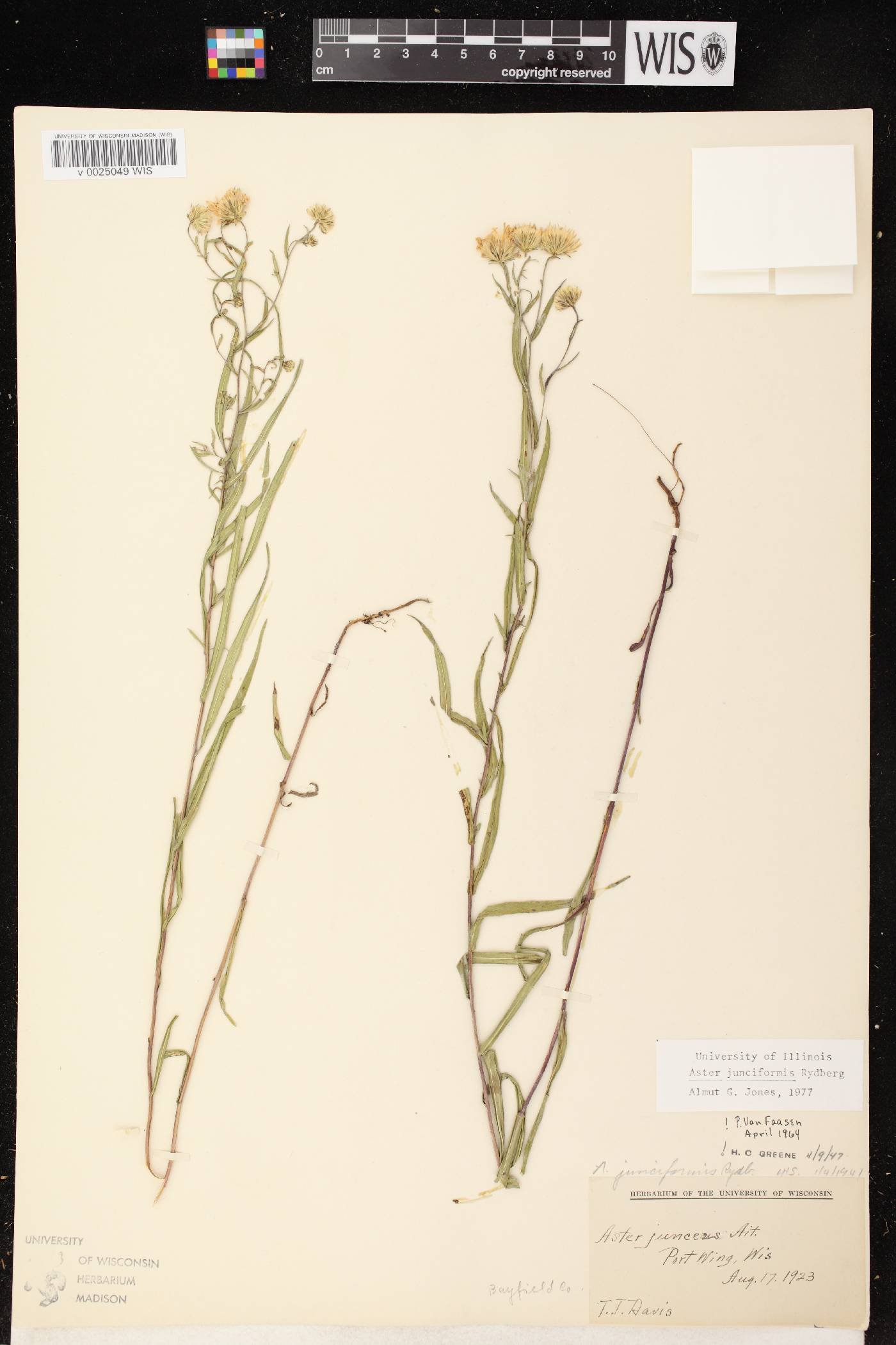 Symphyotrichum boreale image