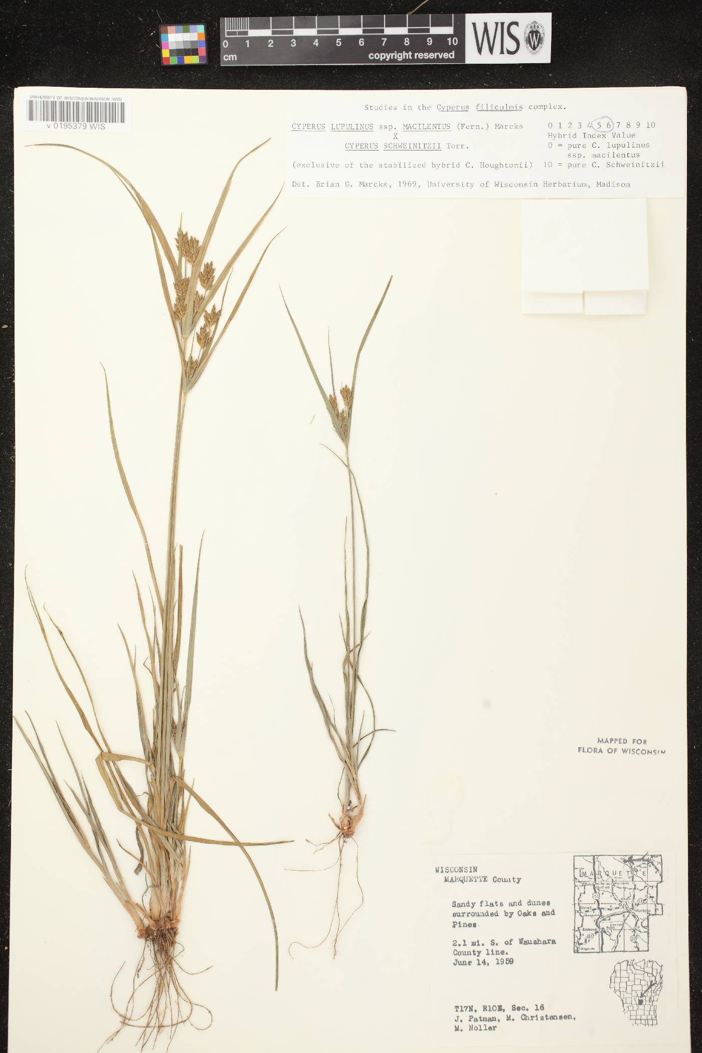 Cyperus lupulinus subsp. macilentus X C. schweinitzii image