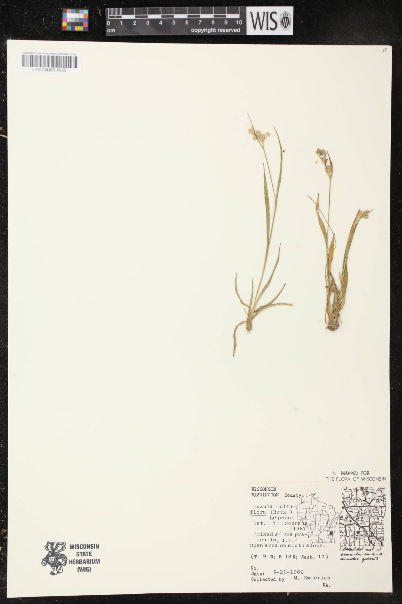 Luzula multiflora image