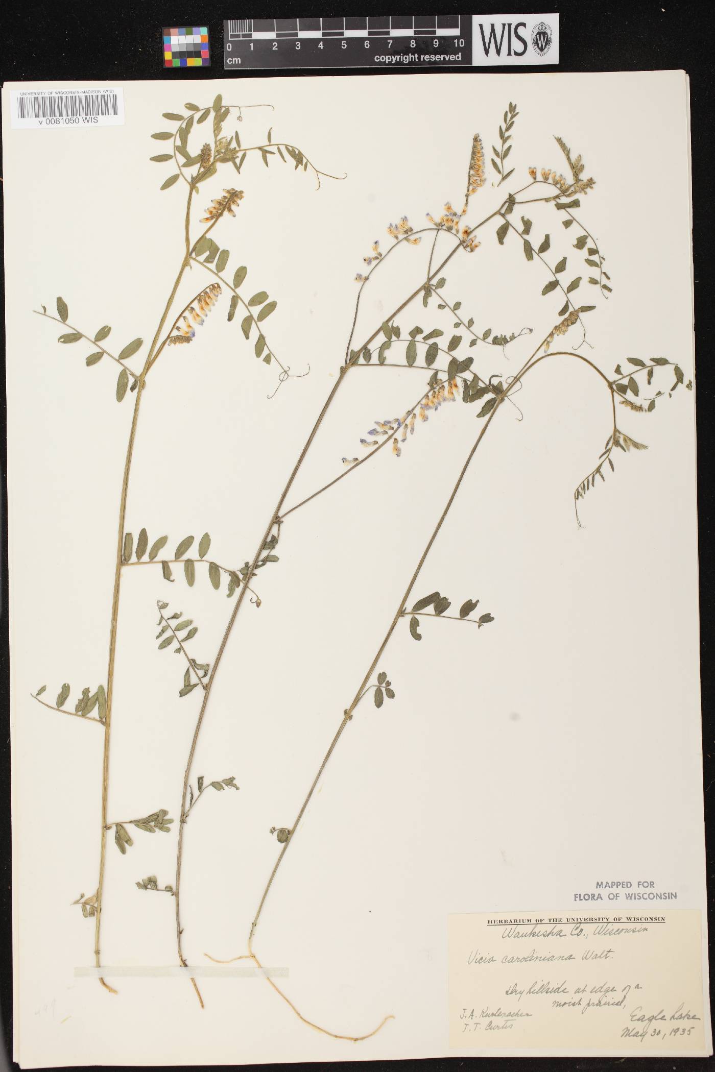 Vicia caroliniana image
