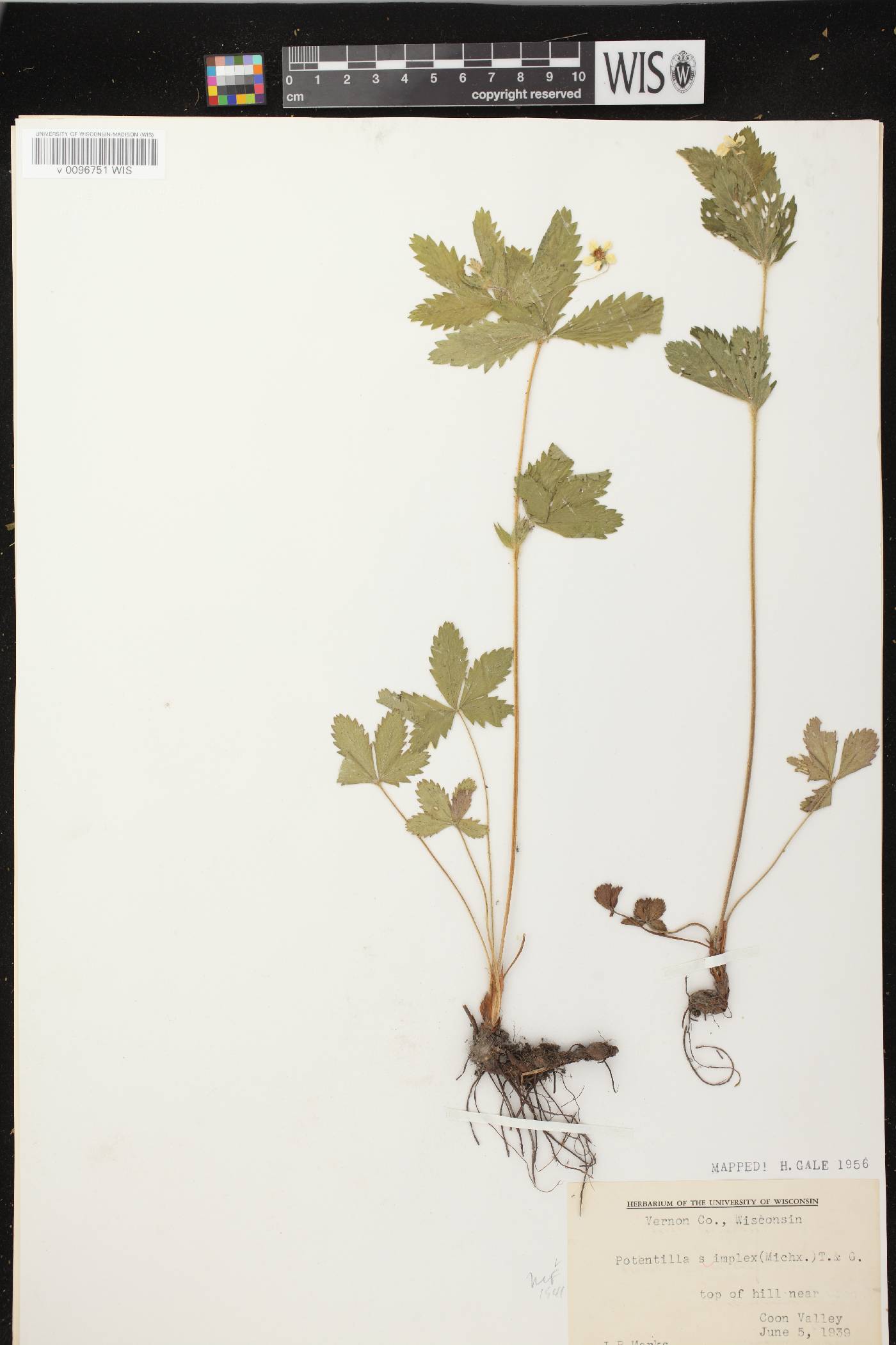 Potentilla simplex image