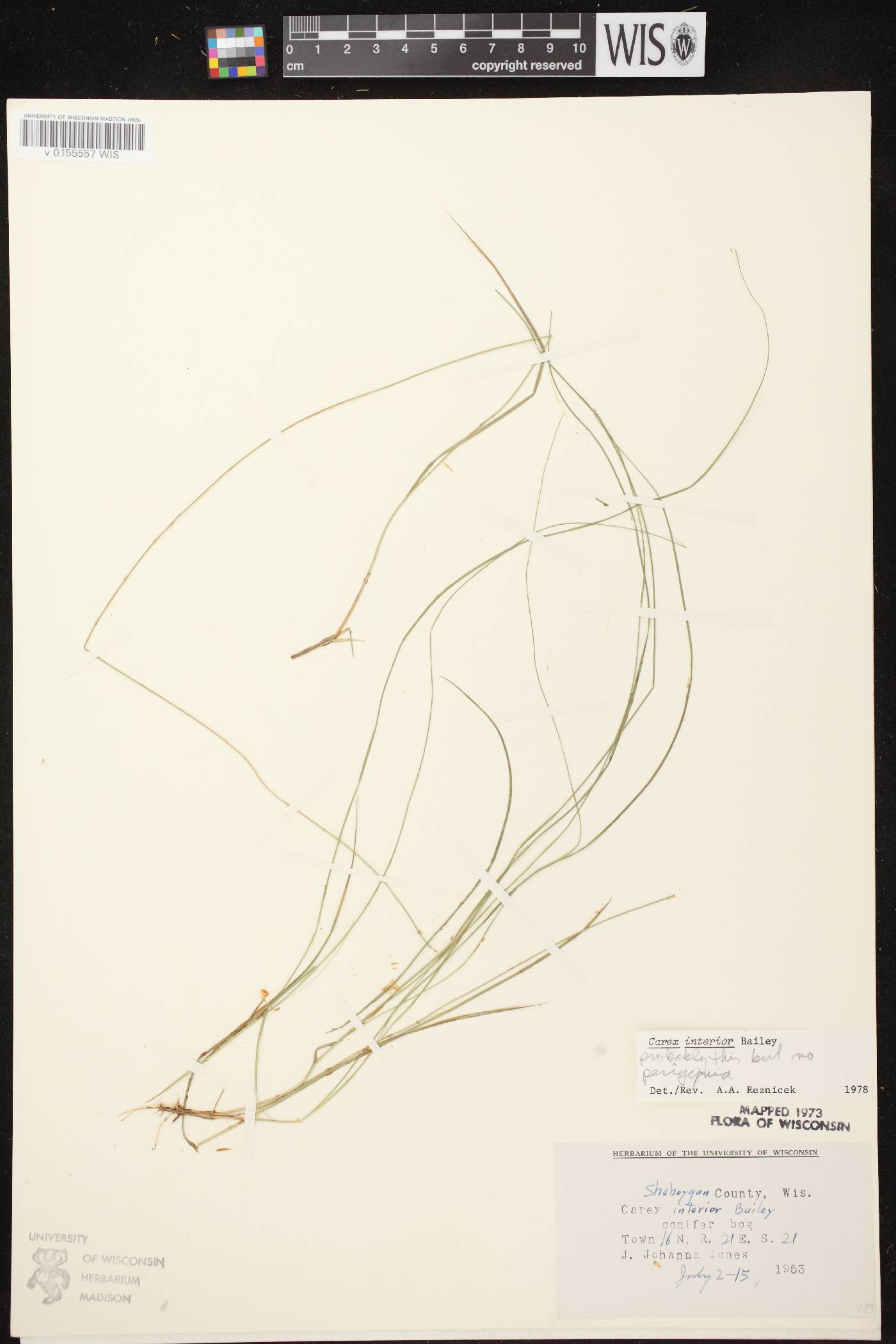 Carex interior image