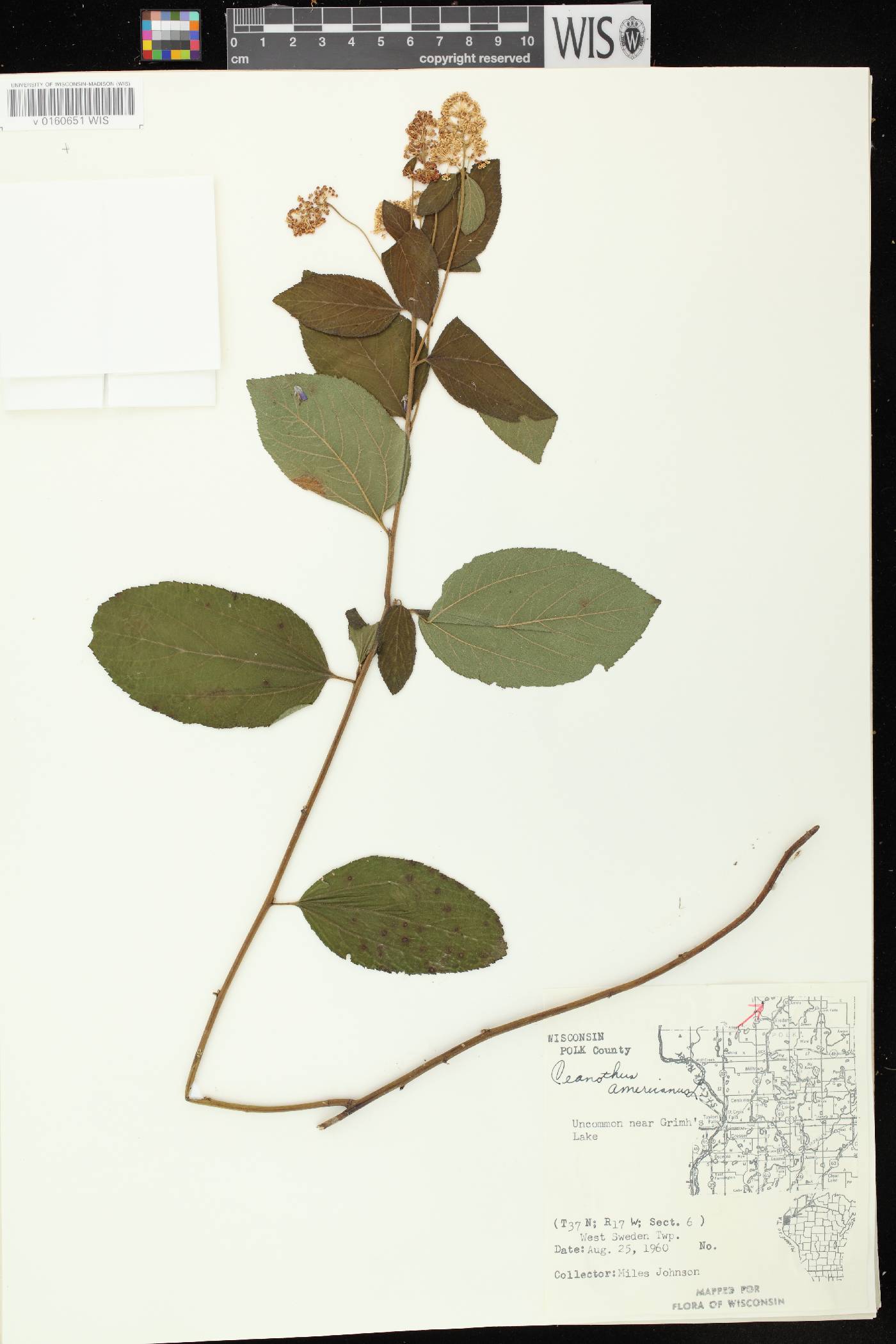 Ceanothus americanus image