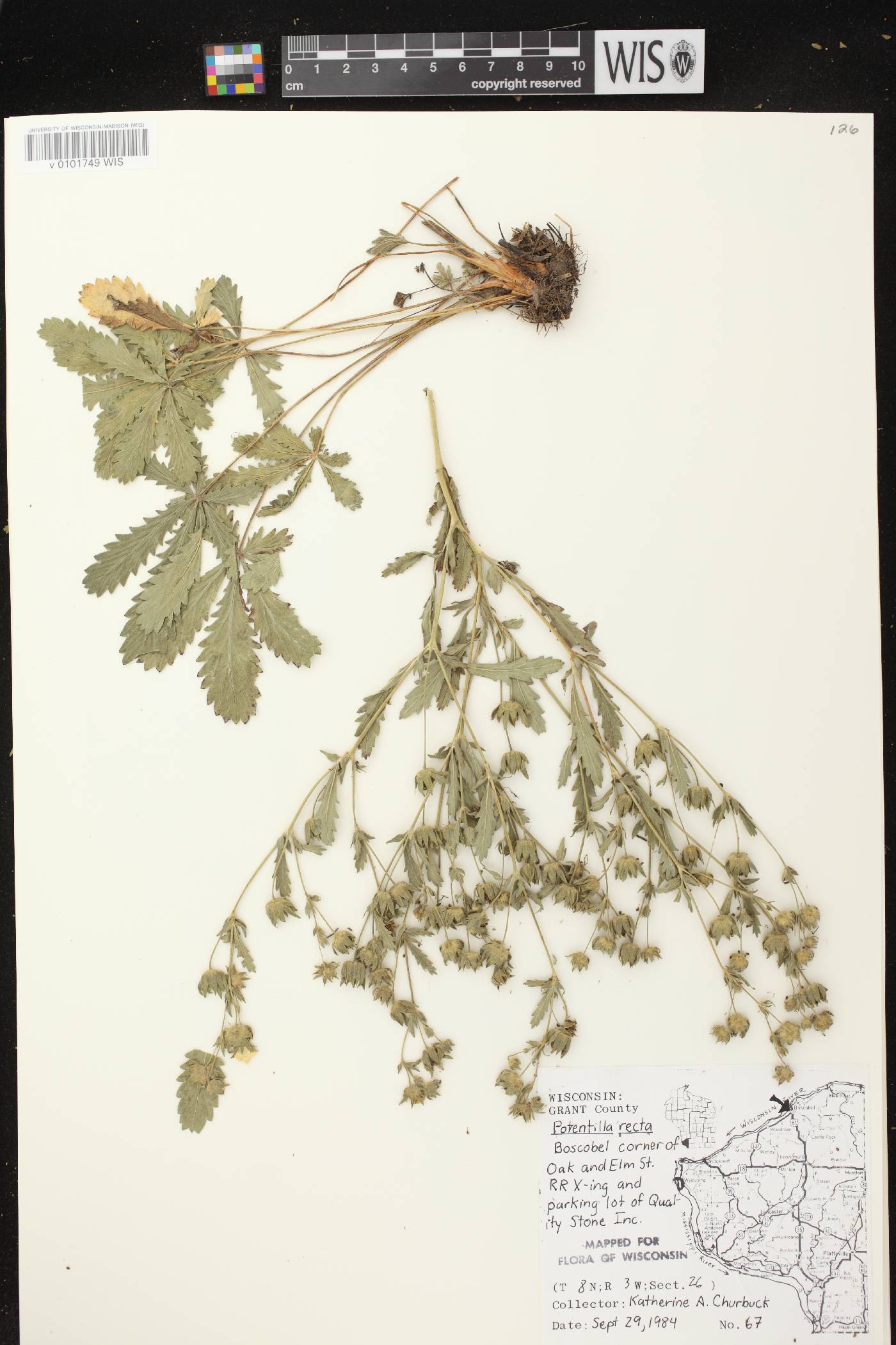 Potentilla recta image