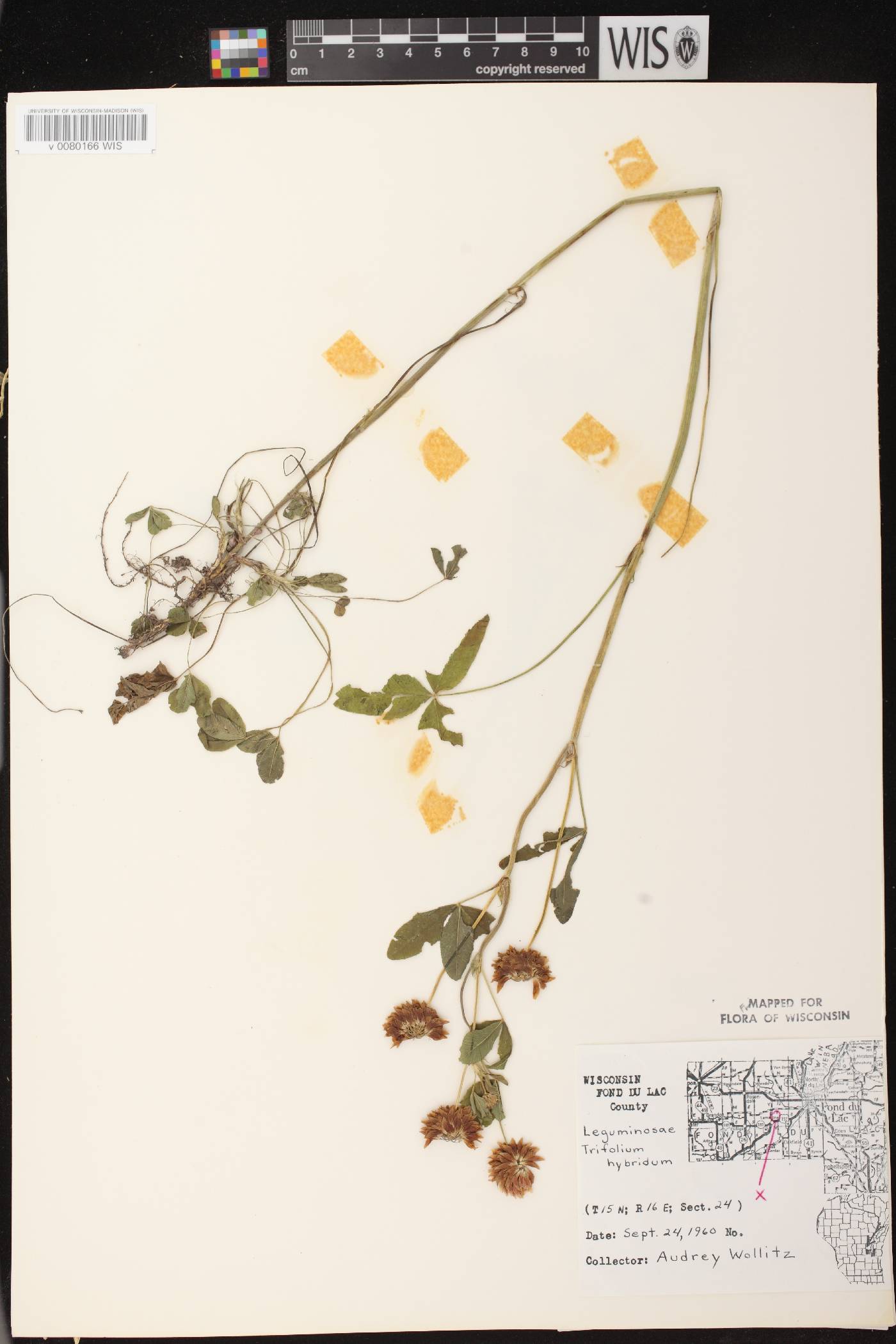 Trifolium hybridum image