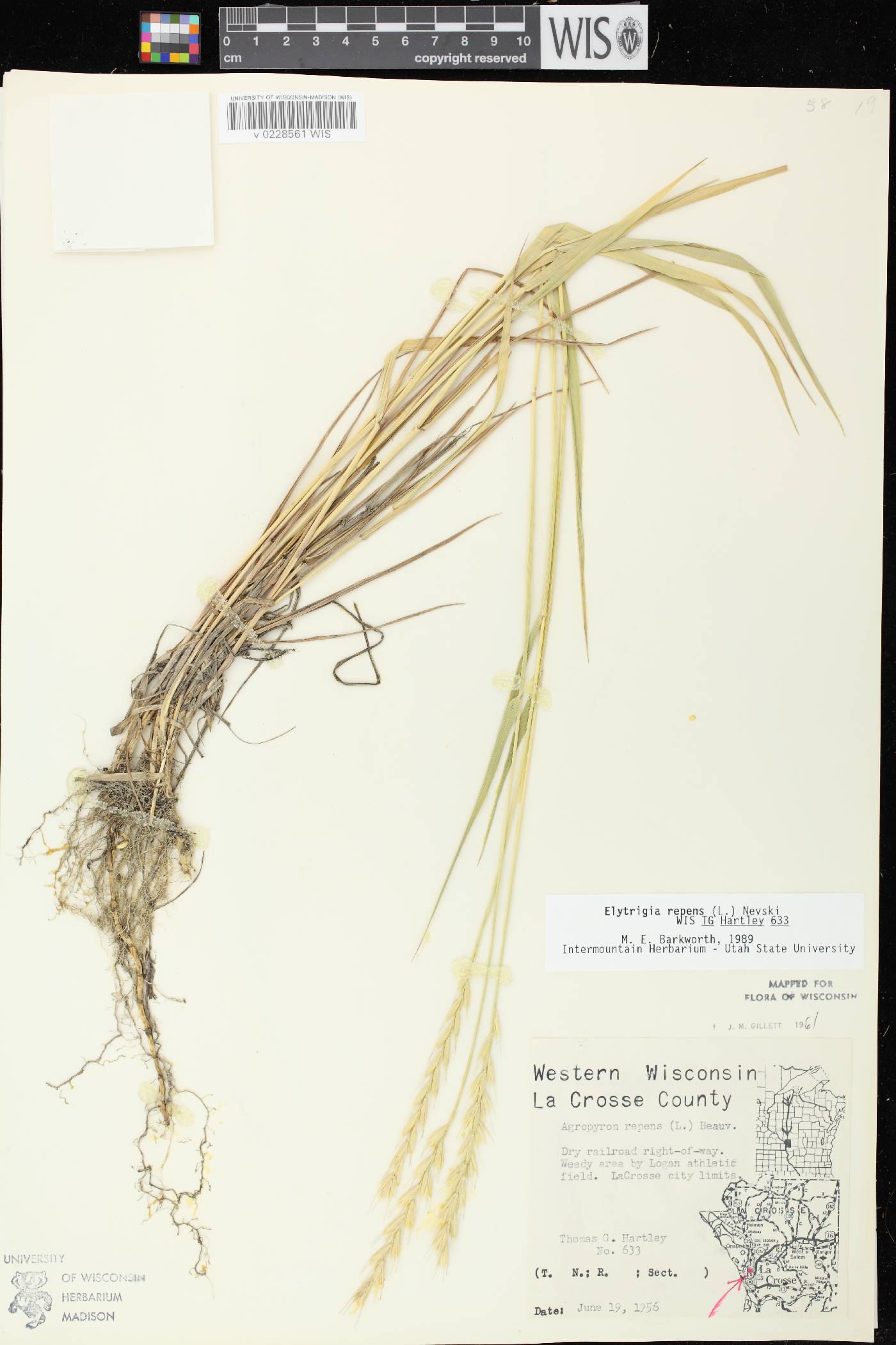 Elymus repens image