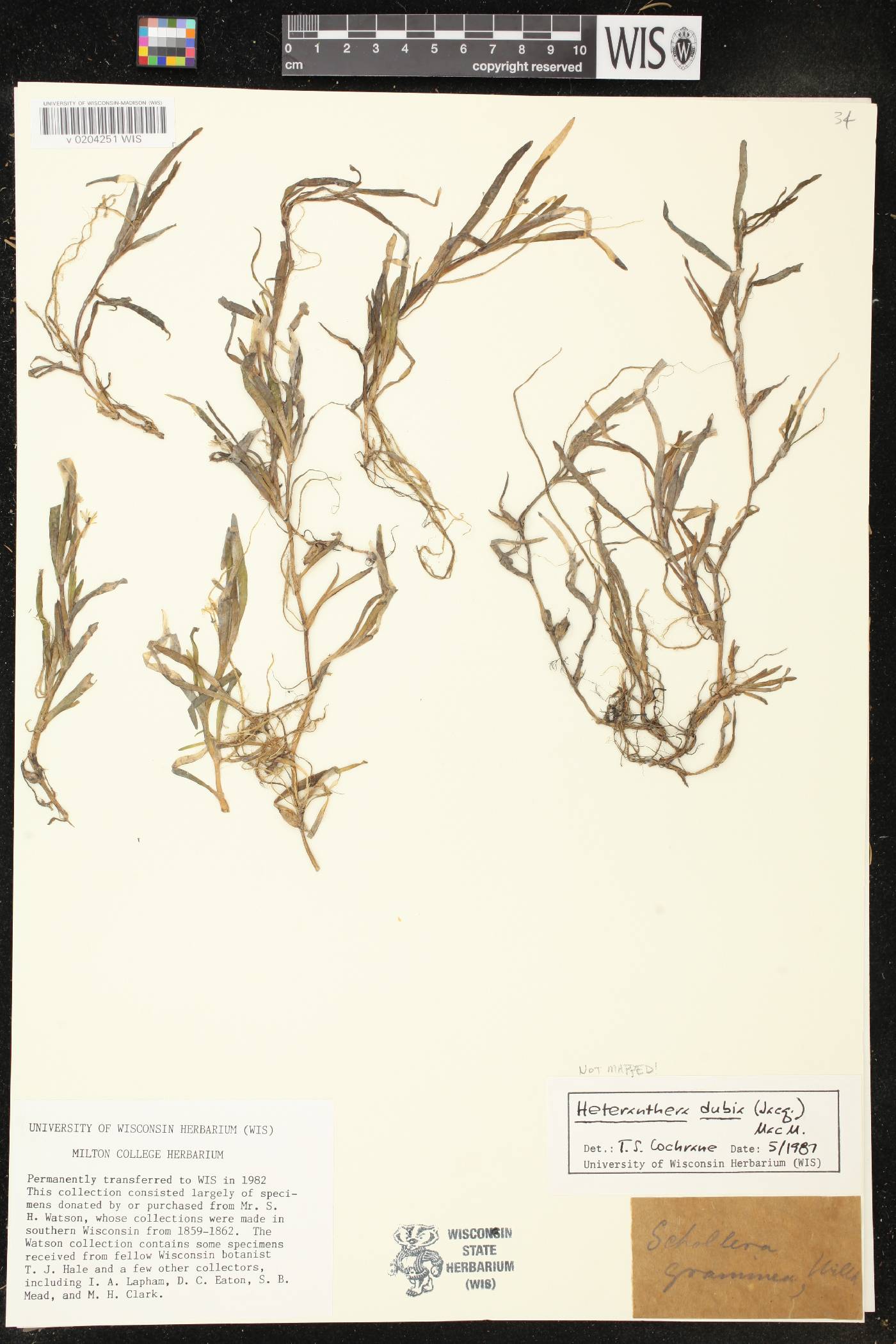 Heteranthera dubia image