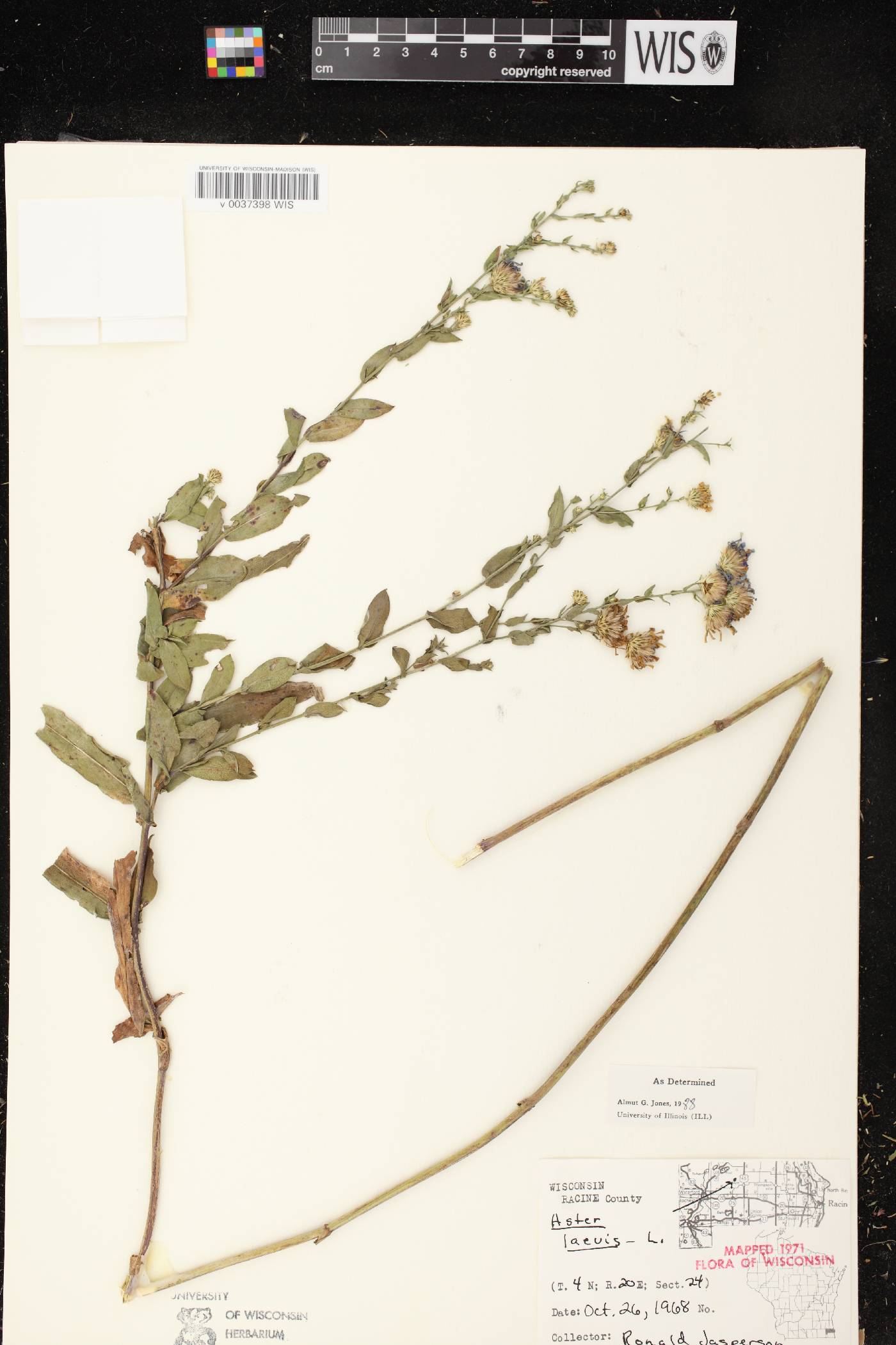 Symphyotrichum laeve image