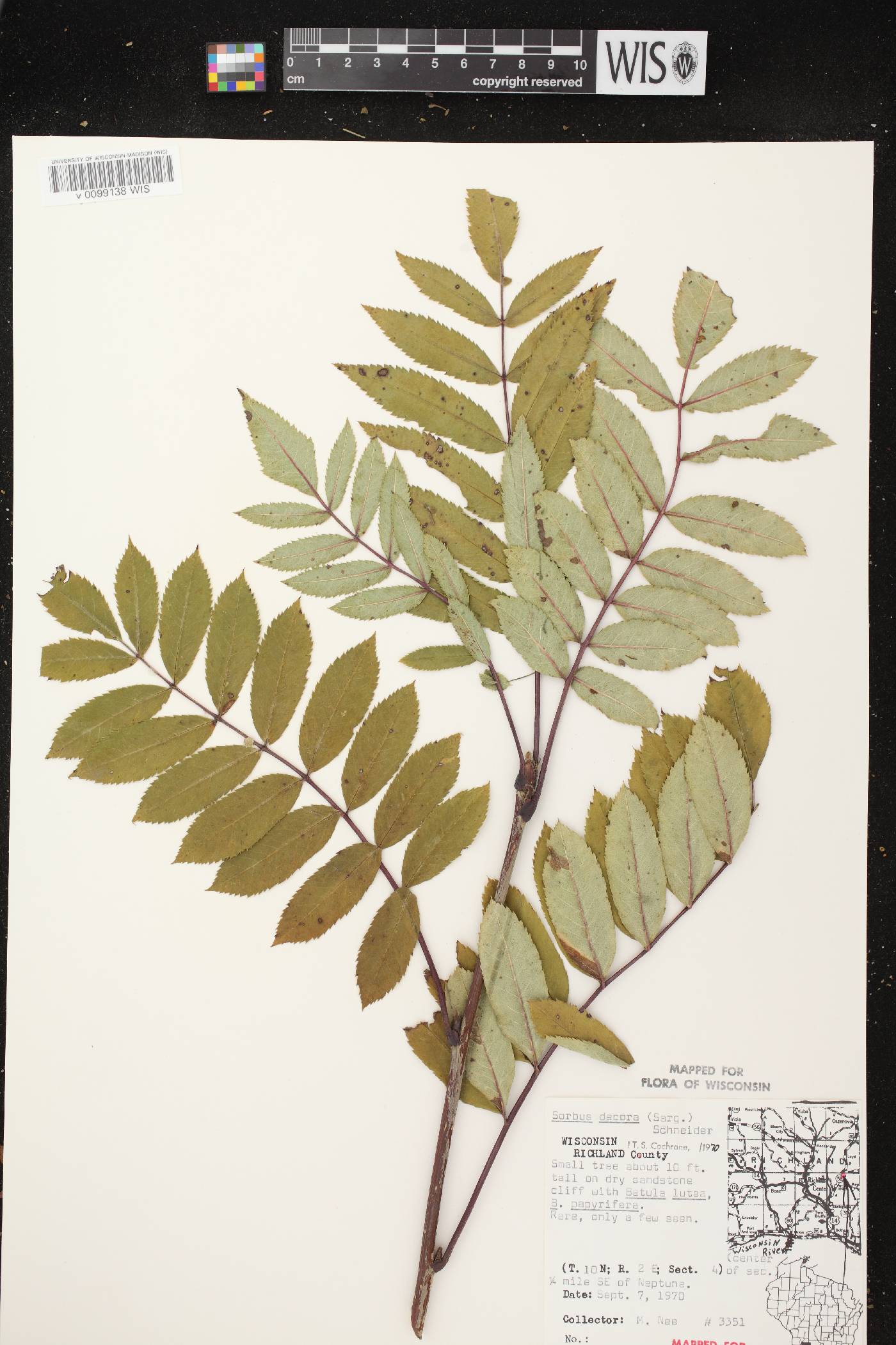 Sorbus decora image