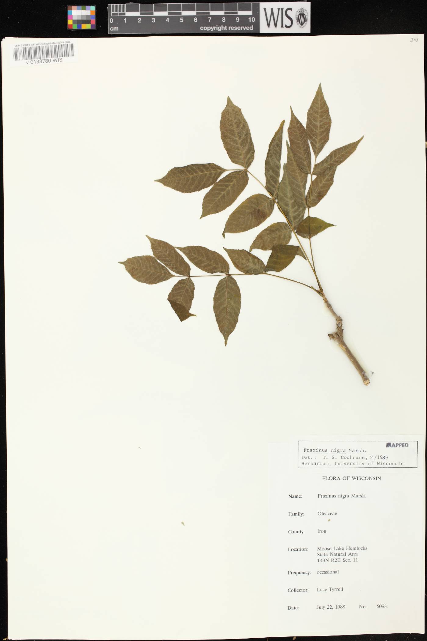 Fraxinus nigra image