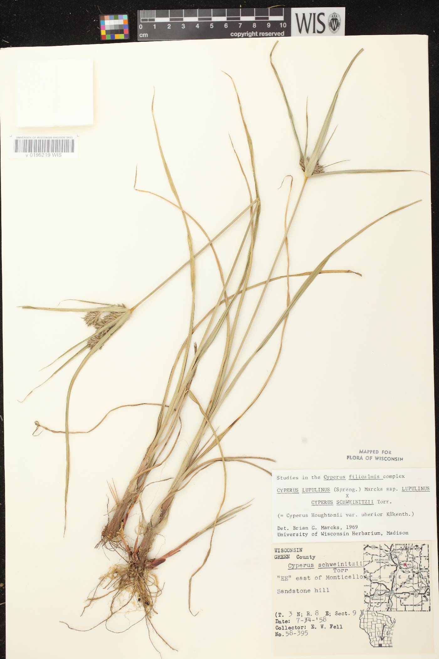 Cyperus X mesochorus image