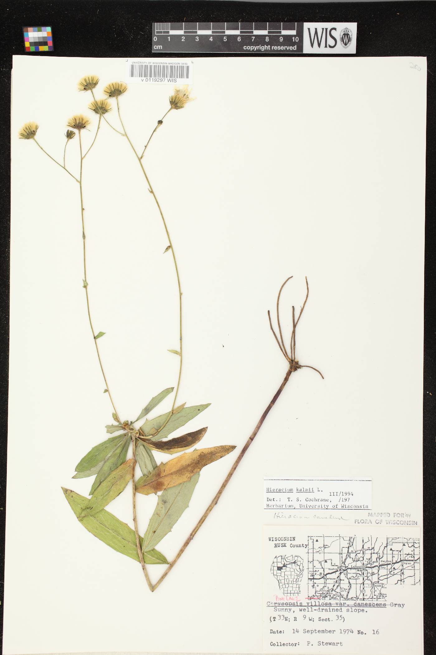 Hieracium umbellatum image