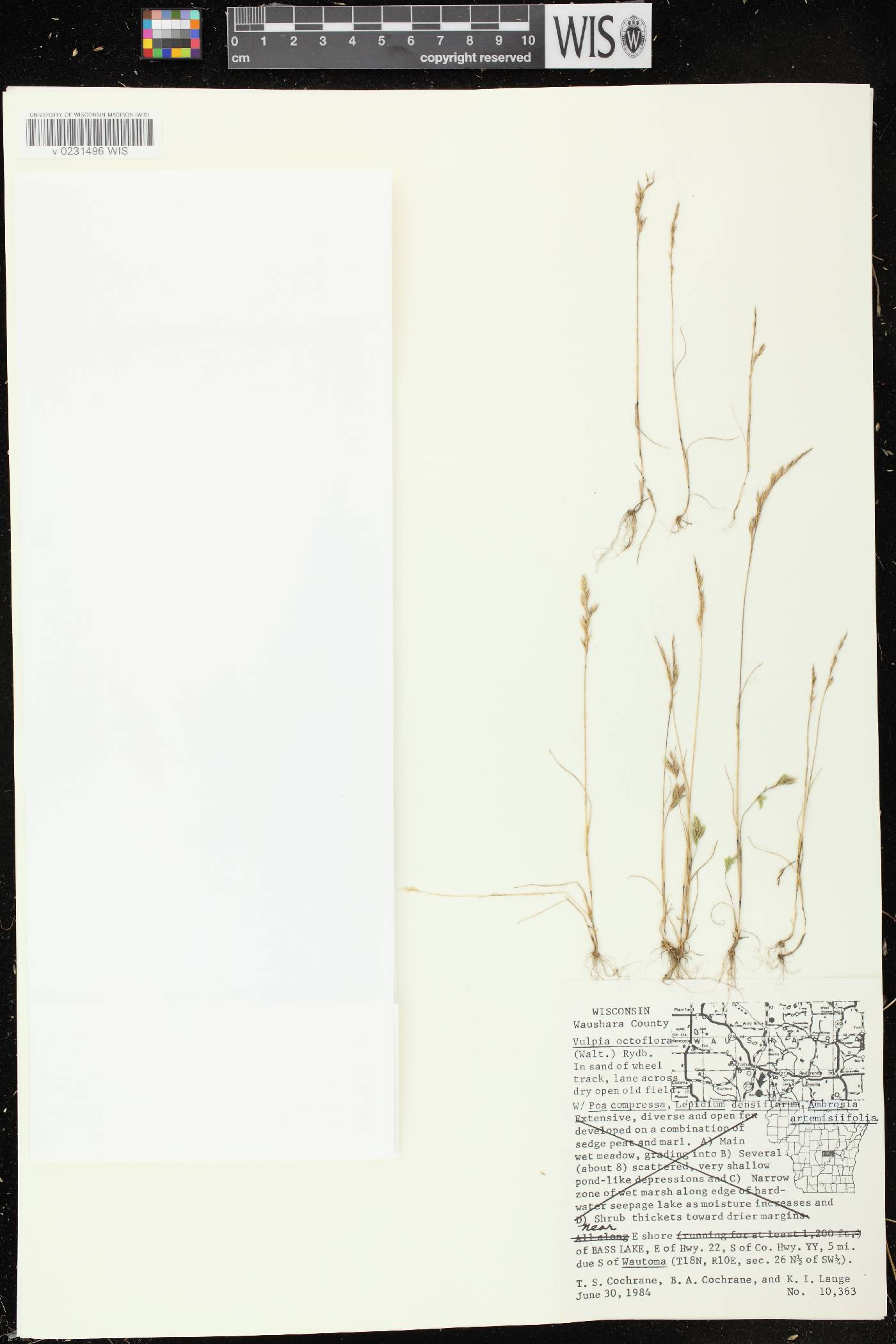 Festuca octoflora image