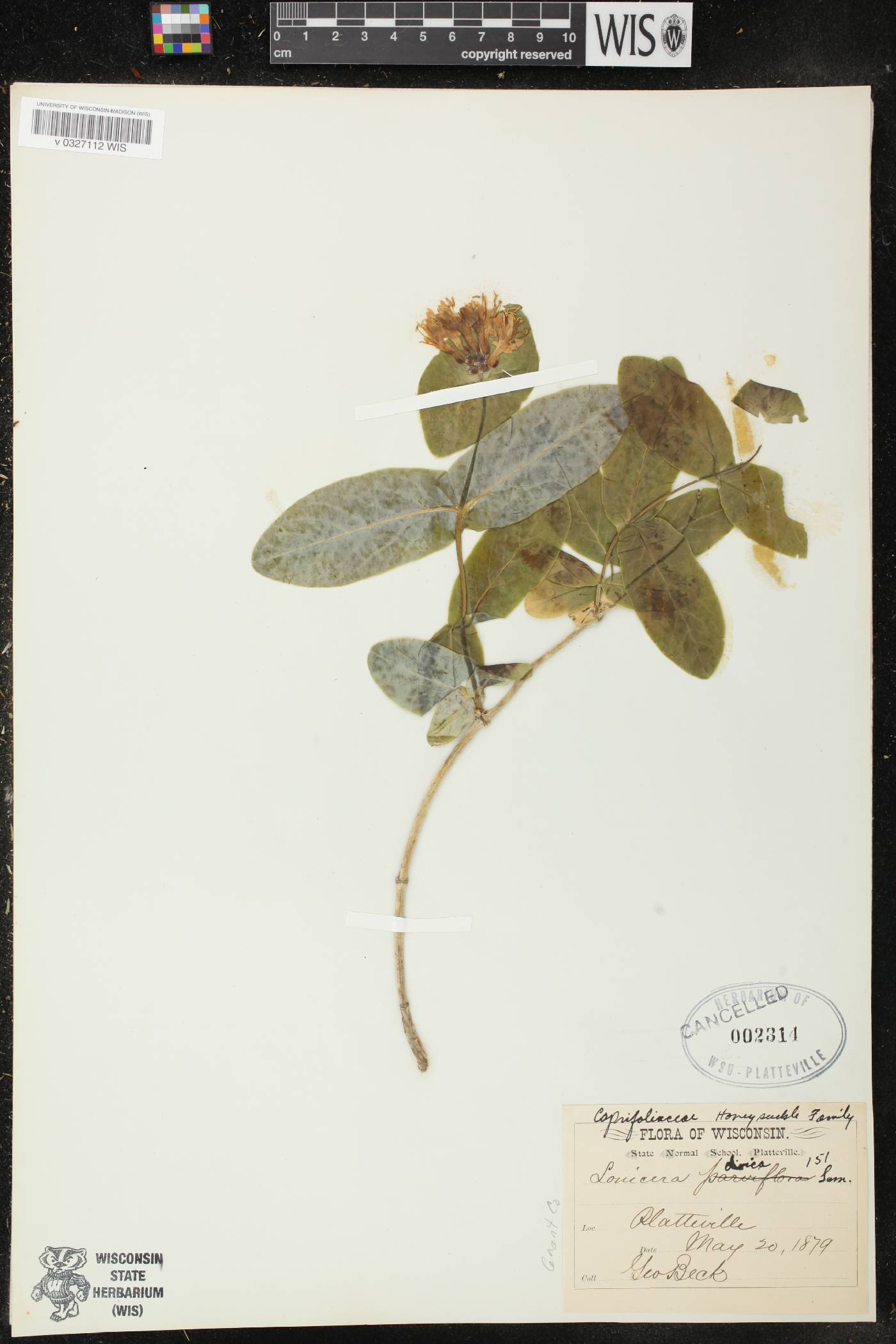 Lonicera dioica image