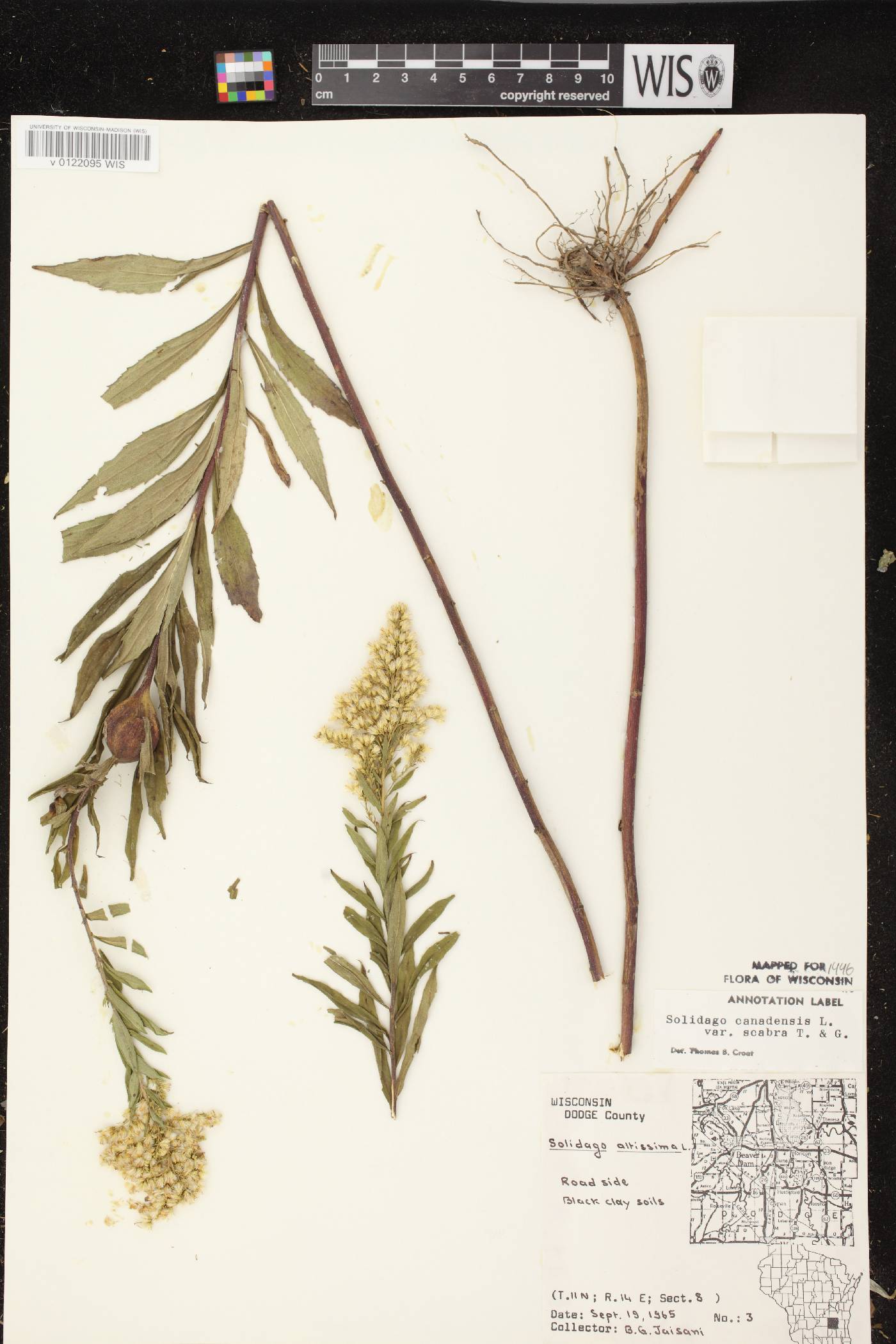 Solidago altissima subsp. altissima image