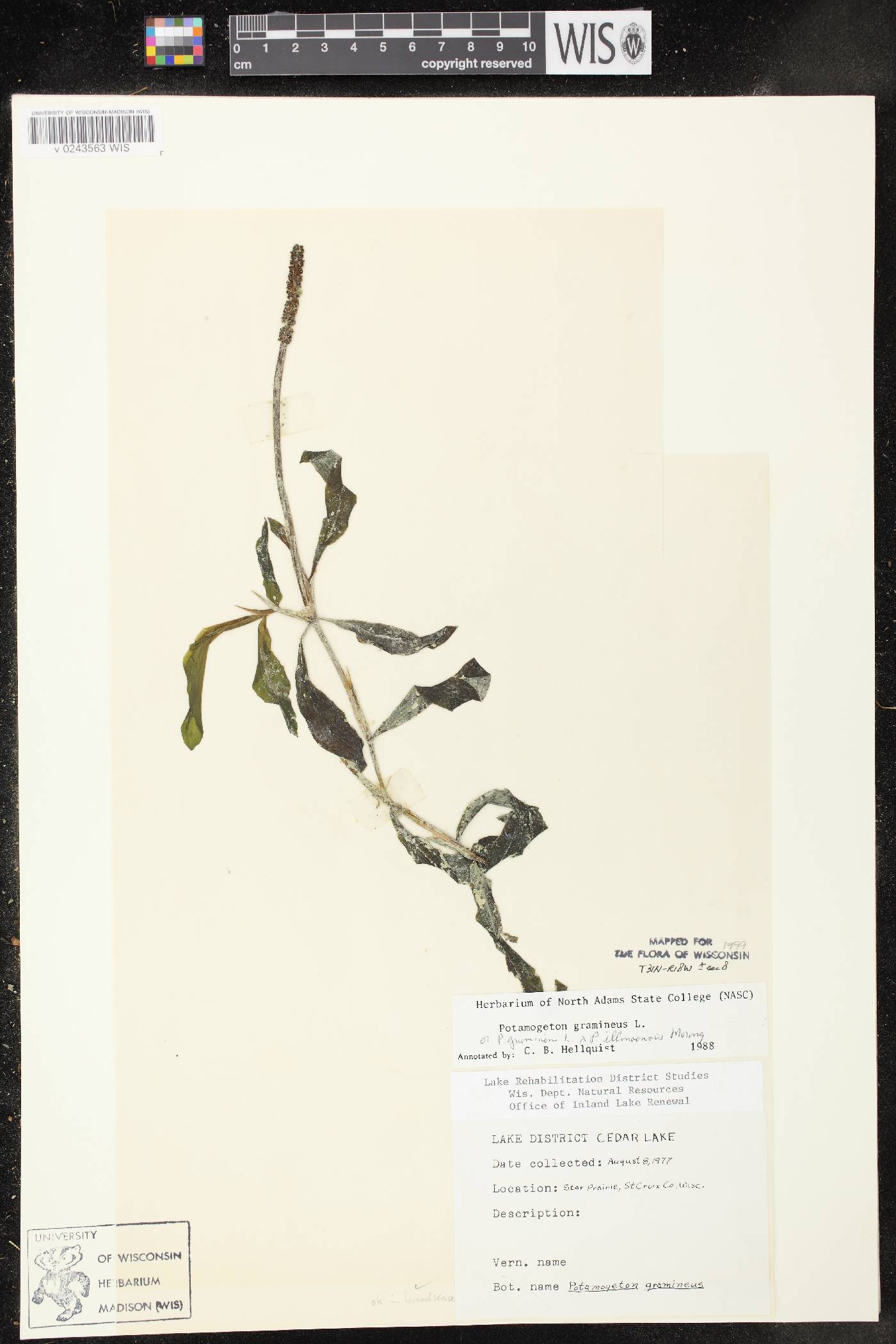 Potamogeton x spathuliformis image