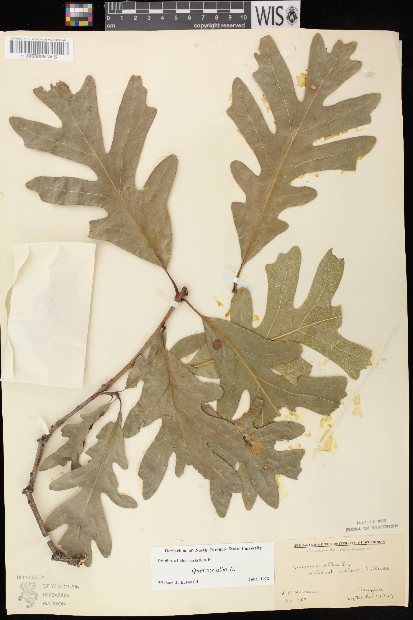 Quercus alba image