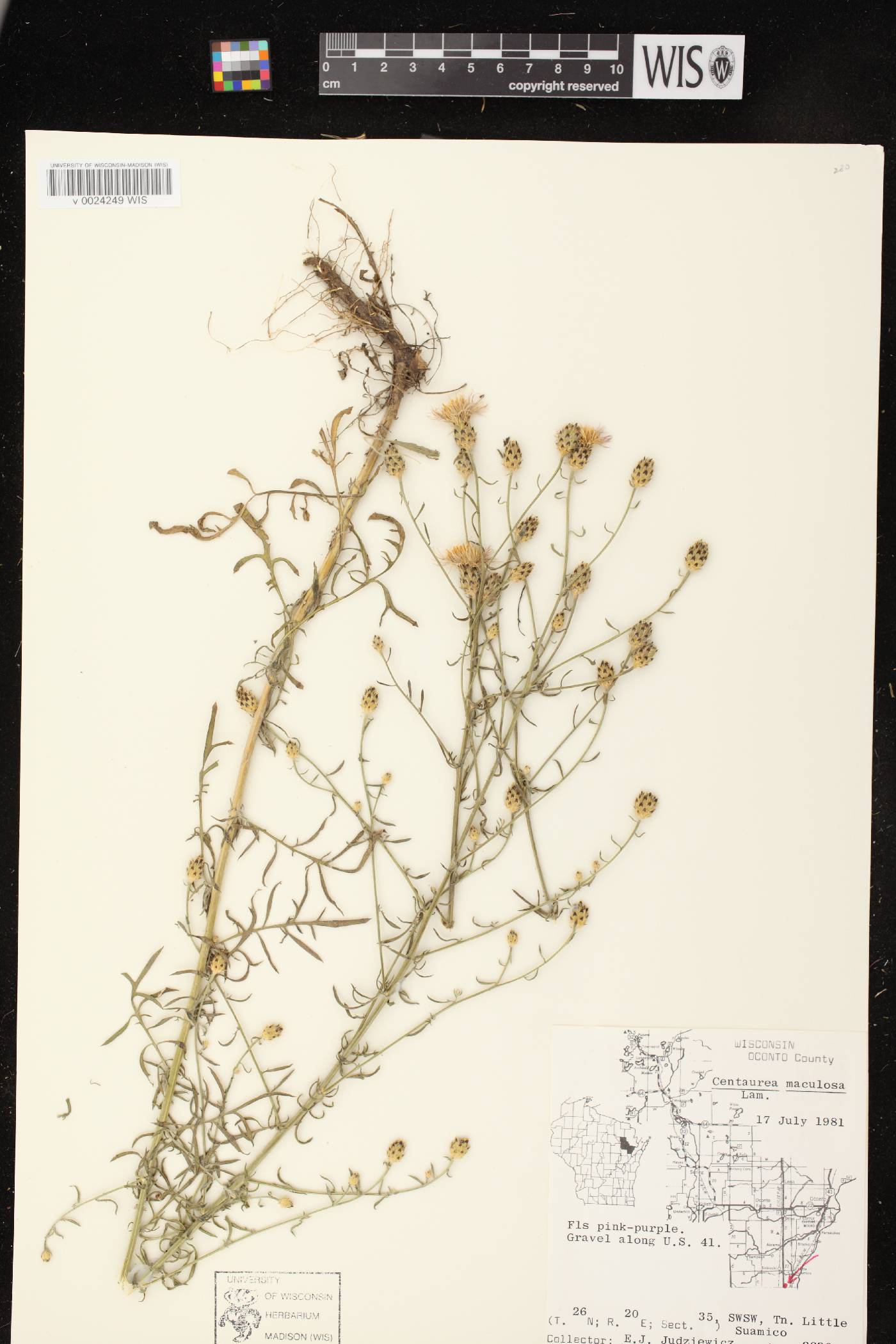 Centaurea stoebe subsp. micranthos image