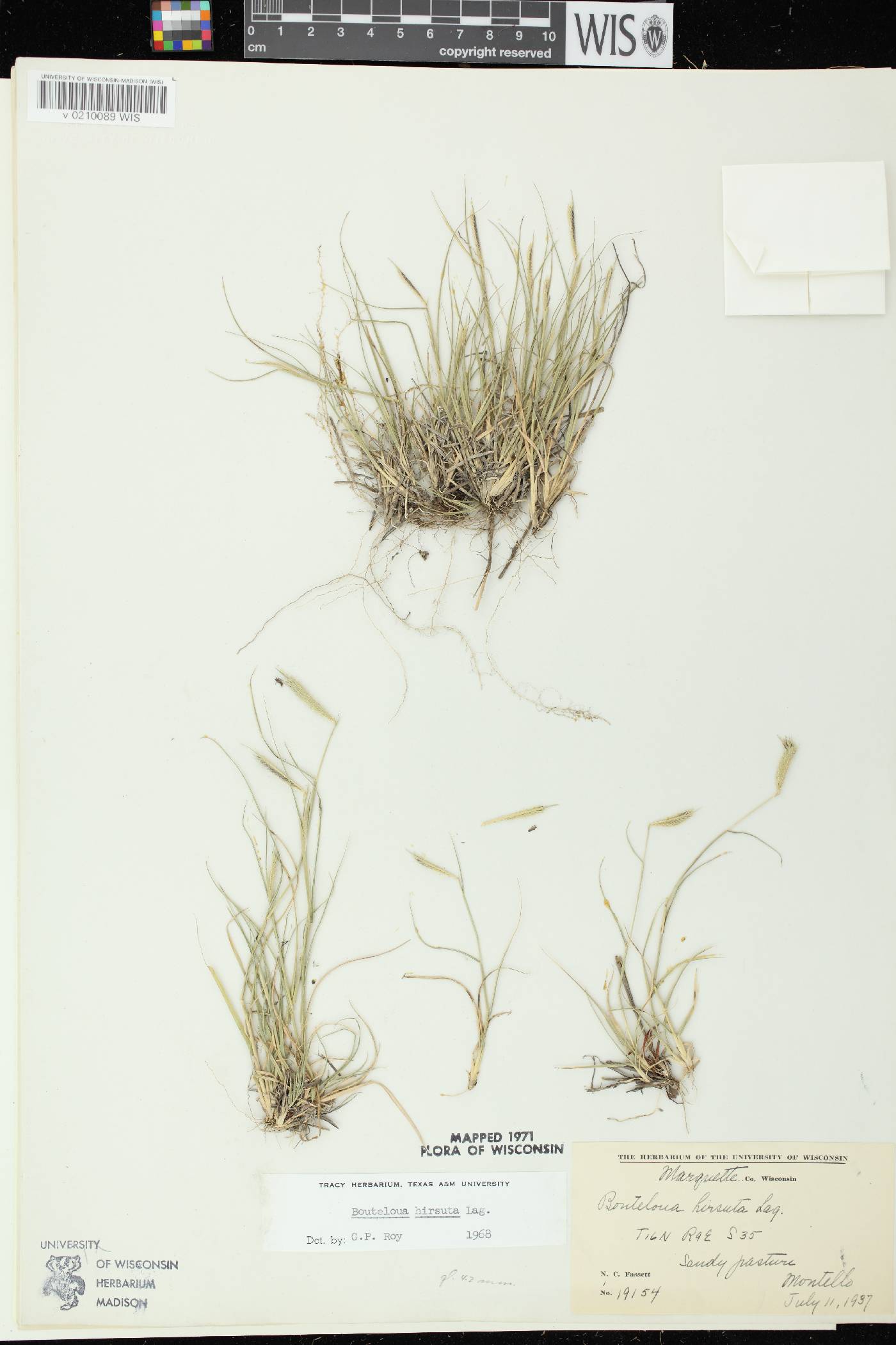 Bouteloua hirsuta subsp. hirsuta image