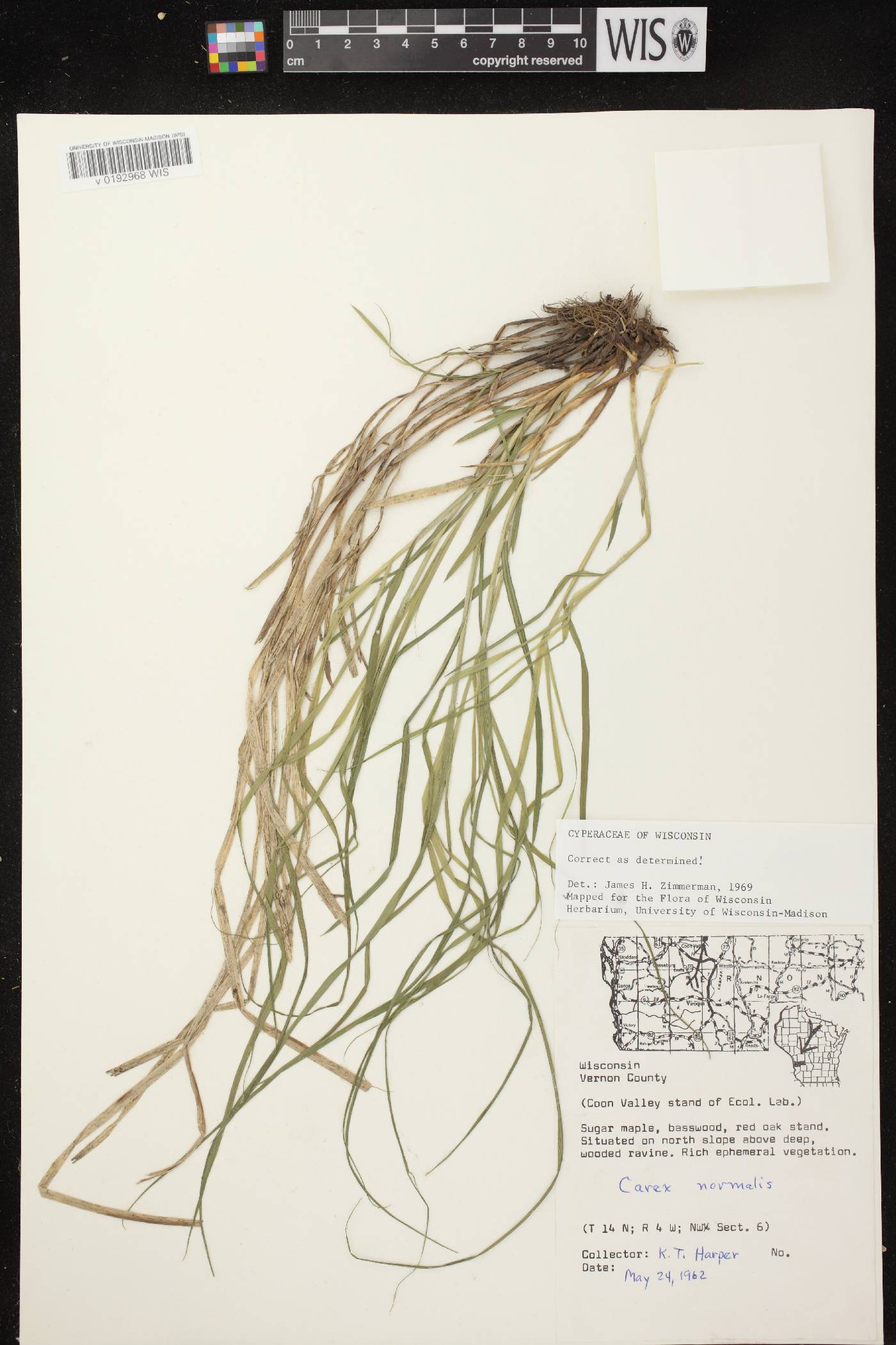Carex normalis image