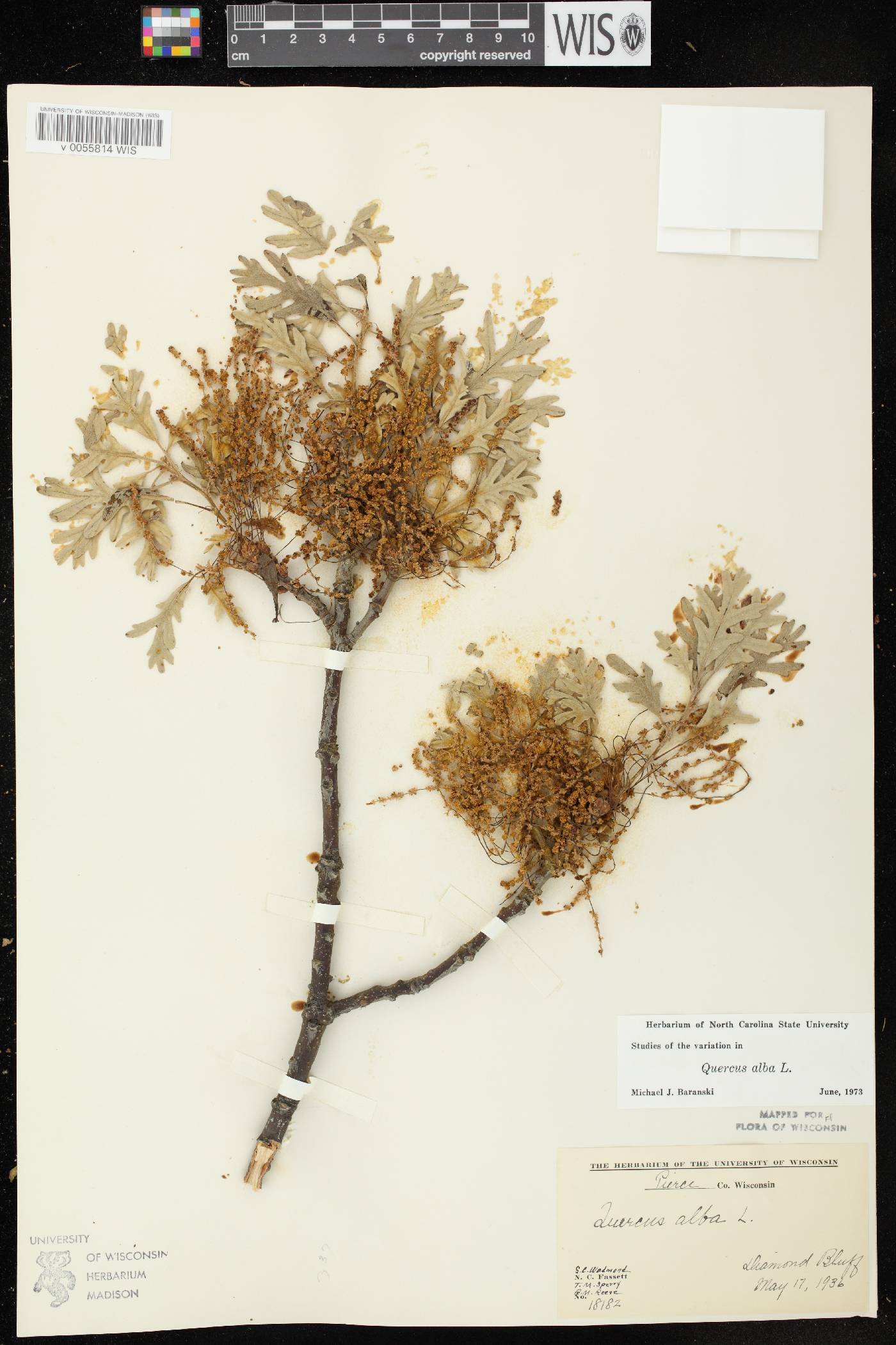 Quercus alba image