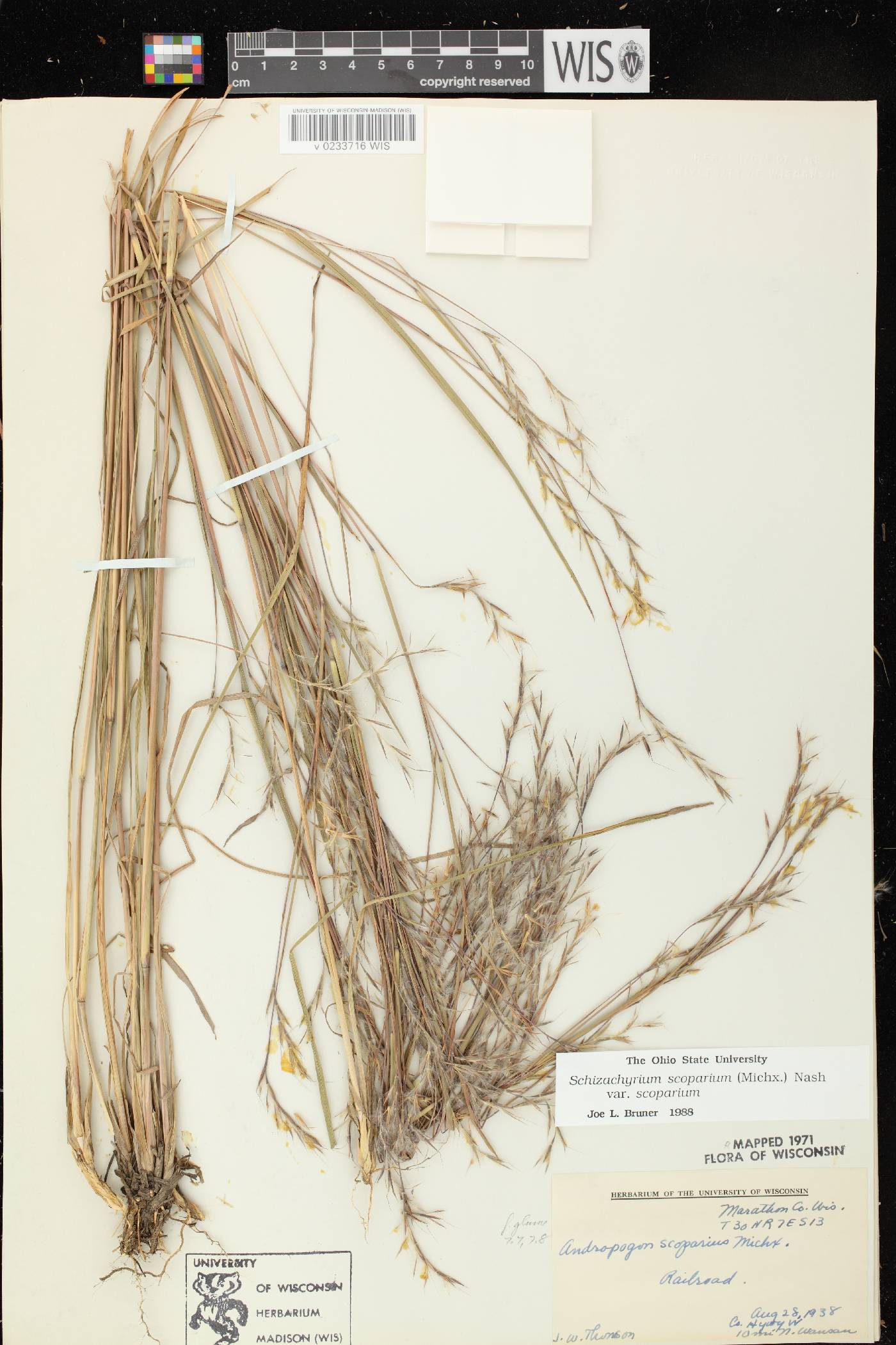 Schizachyrium scoparium var. scoparium image