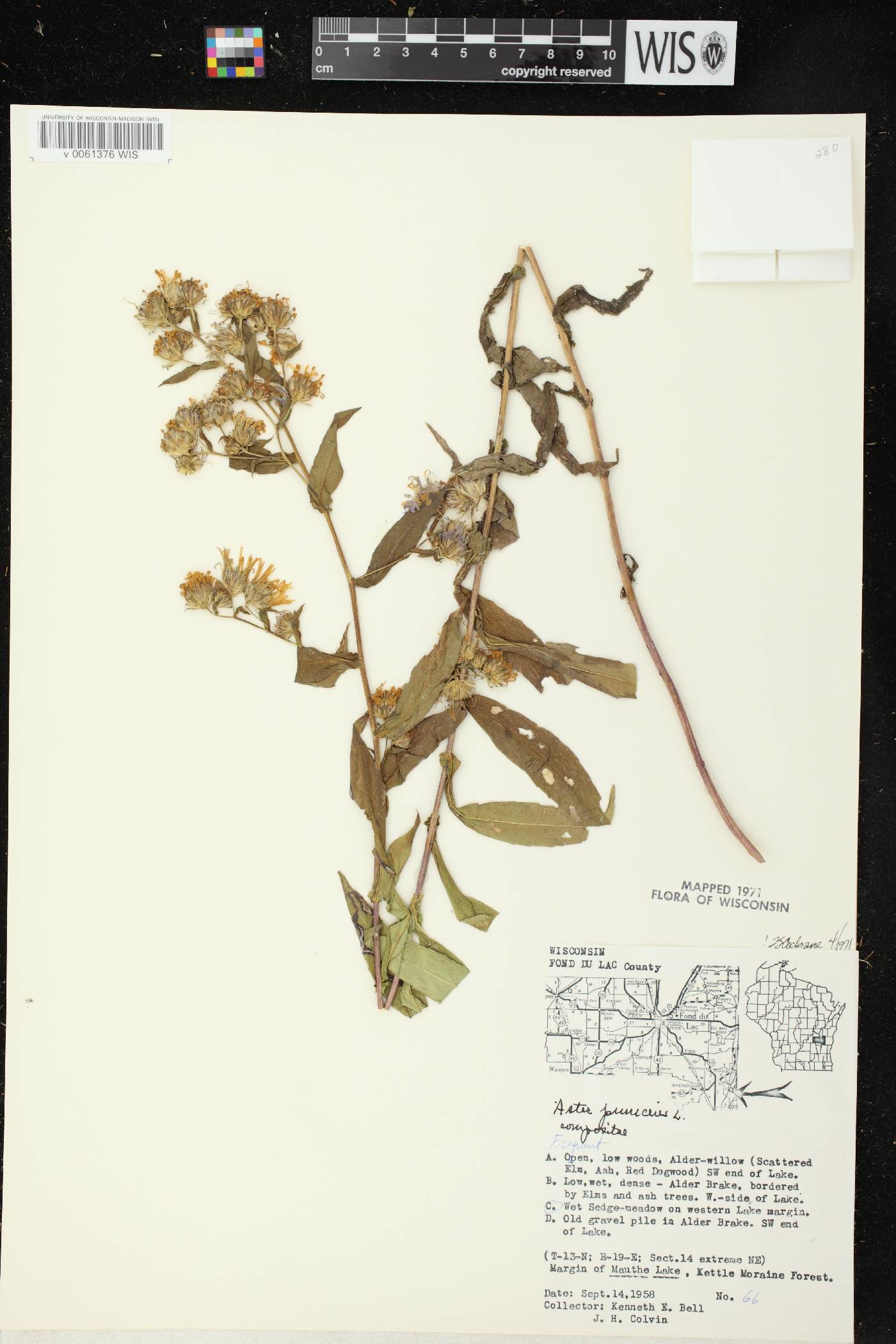 Symphyotrichum puniceum var. puniceum image