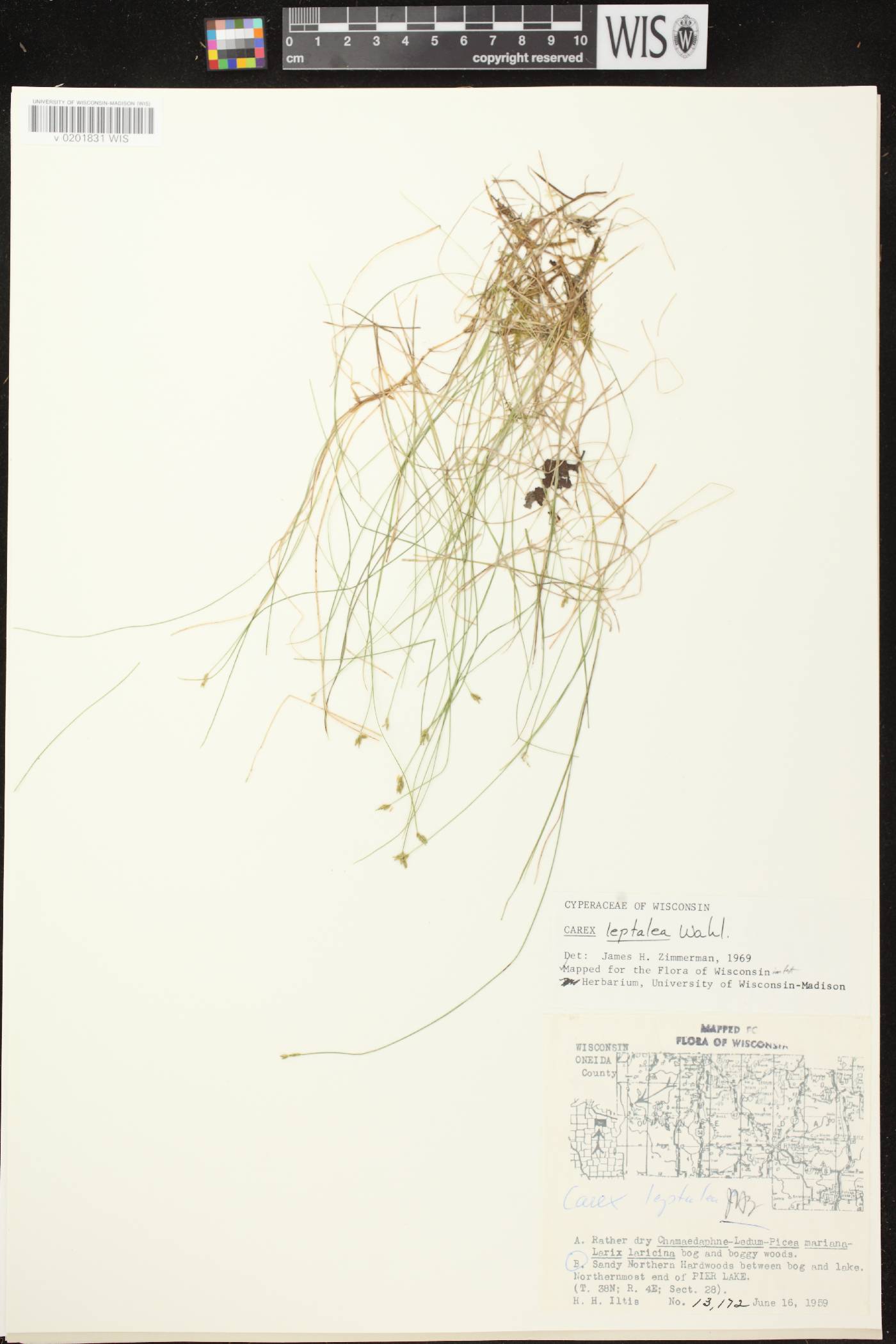 Carex leptalea subsp. leptalea image