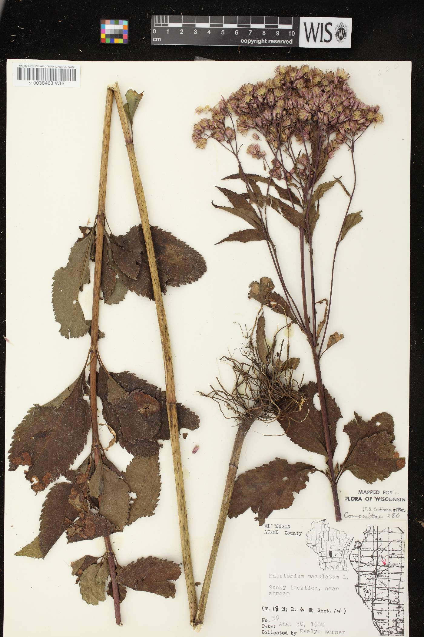 Eutrochium maculatum var. maculatum image
