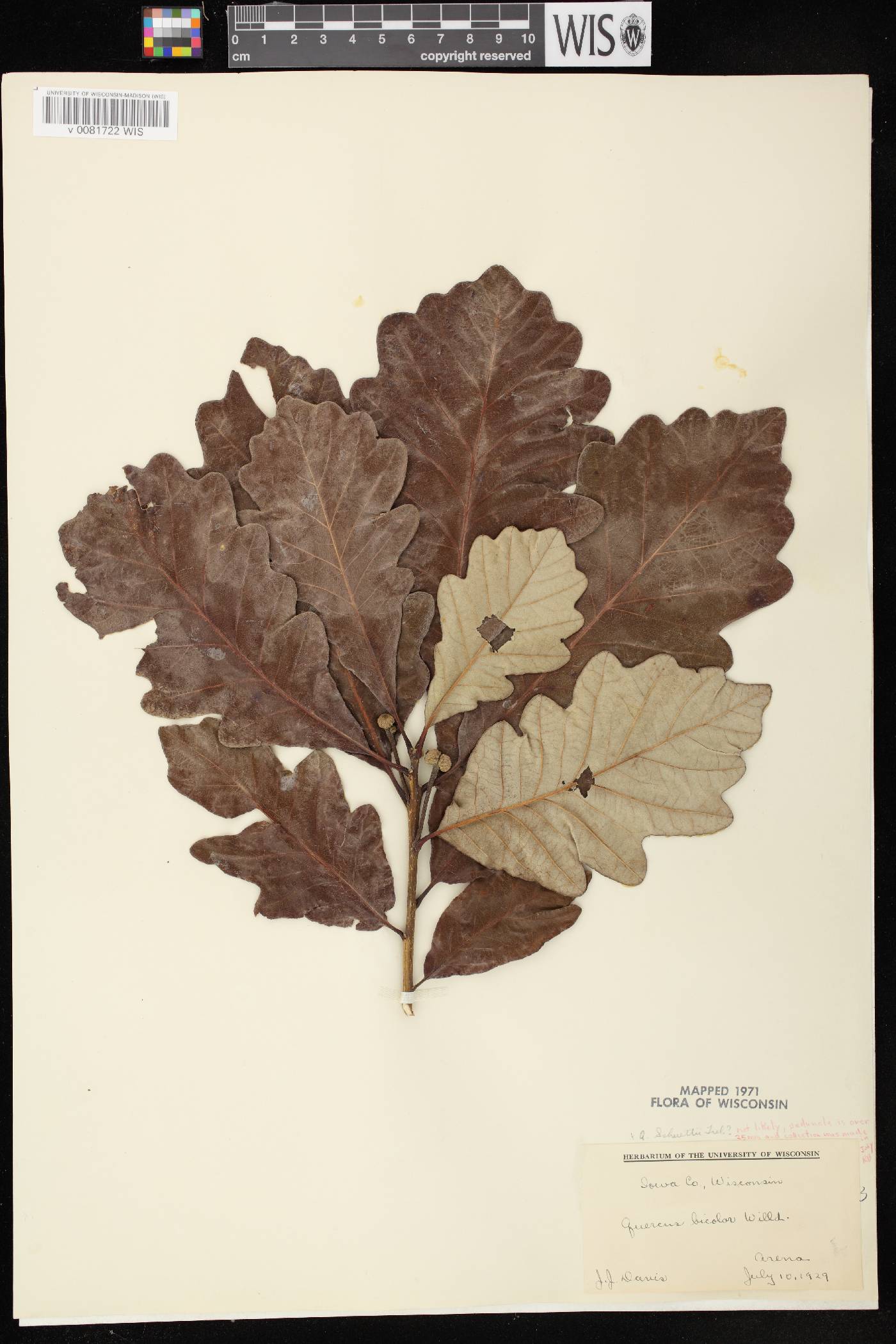 Quercus bicolor image