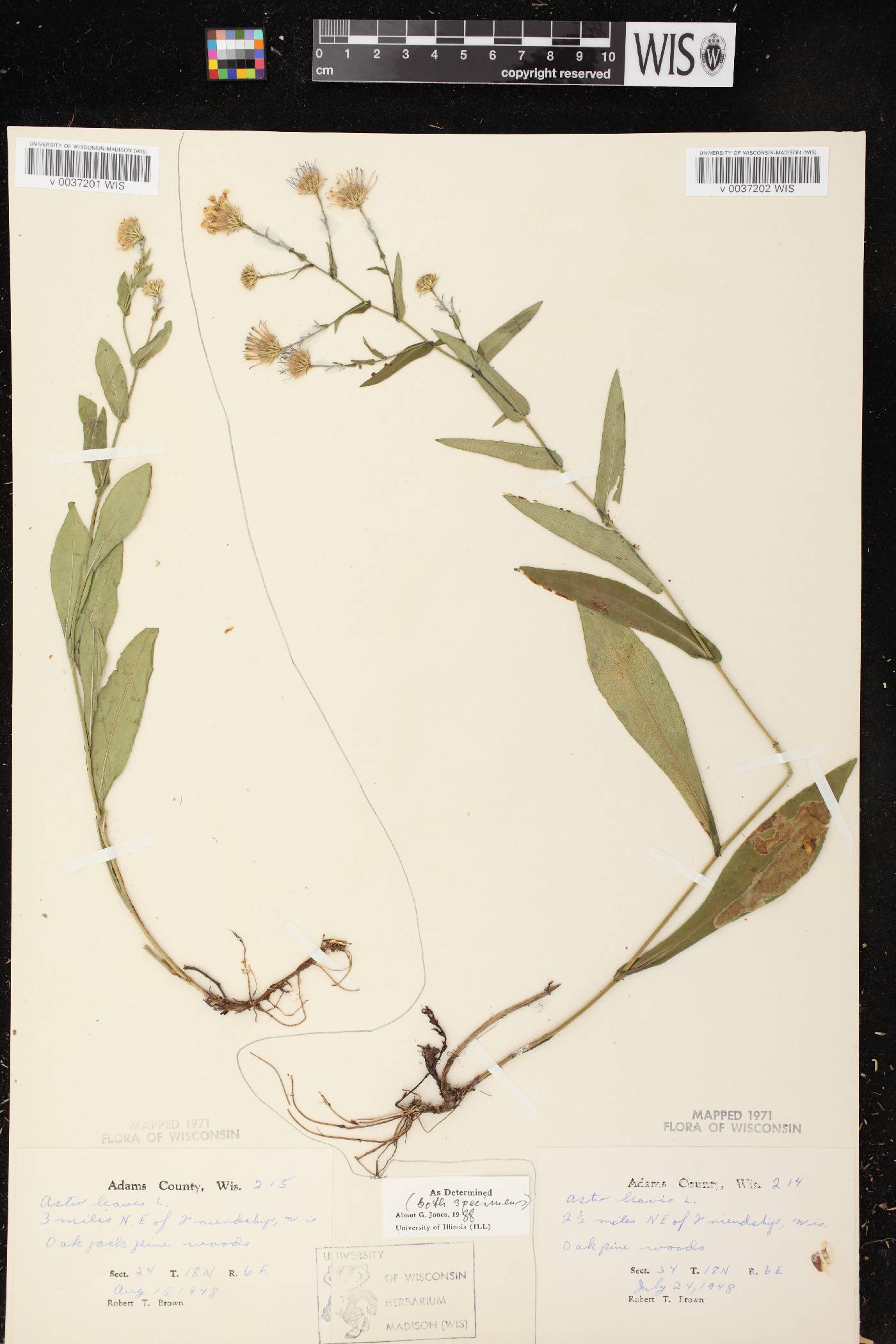 Symphyotrichum laeve image