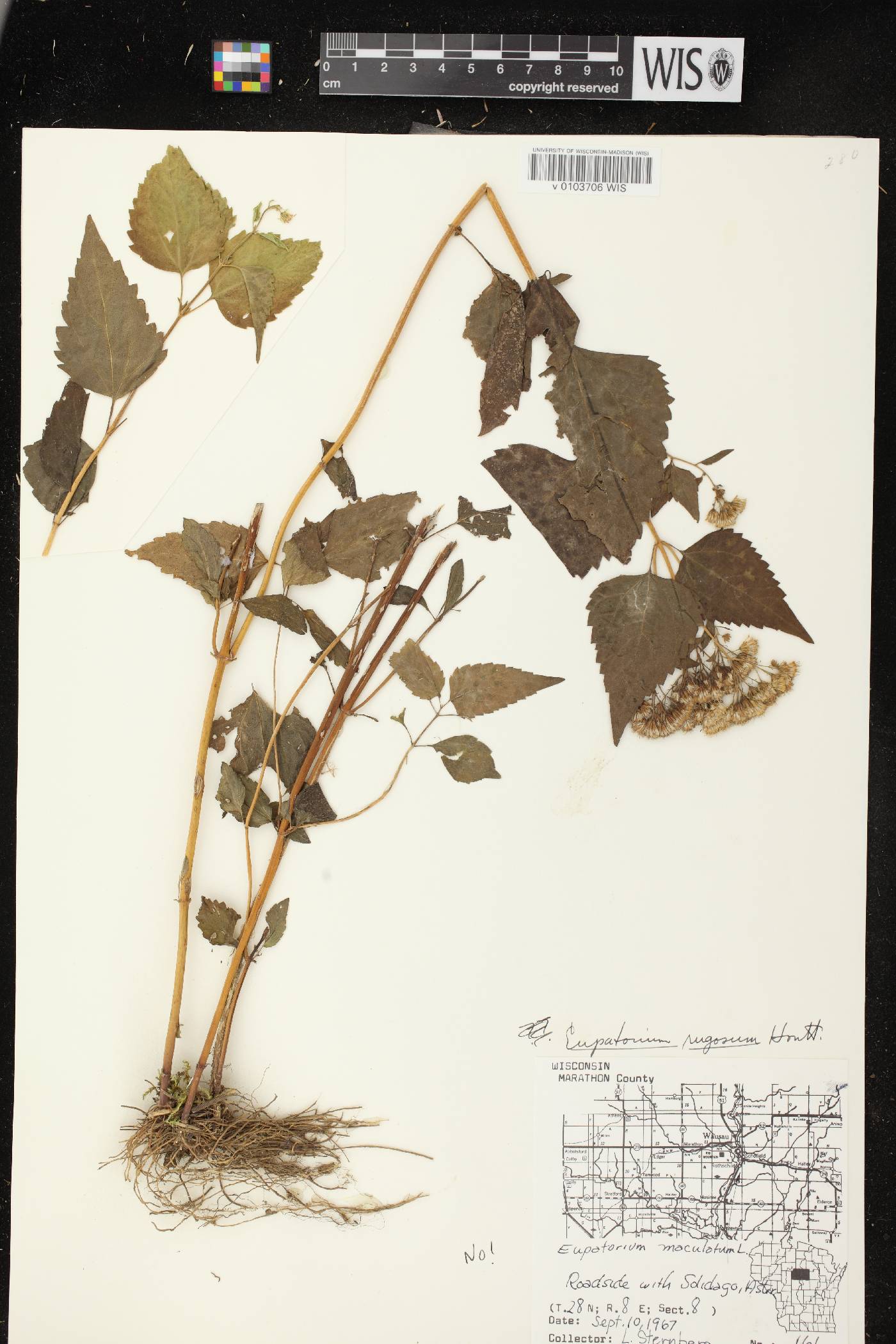 Ageratina altissima subsp. altissima image