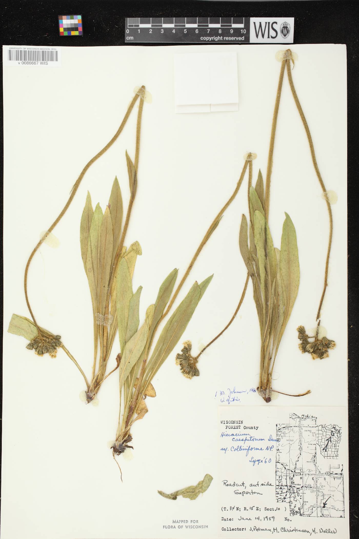 Hieracium caespitosum image