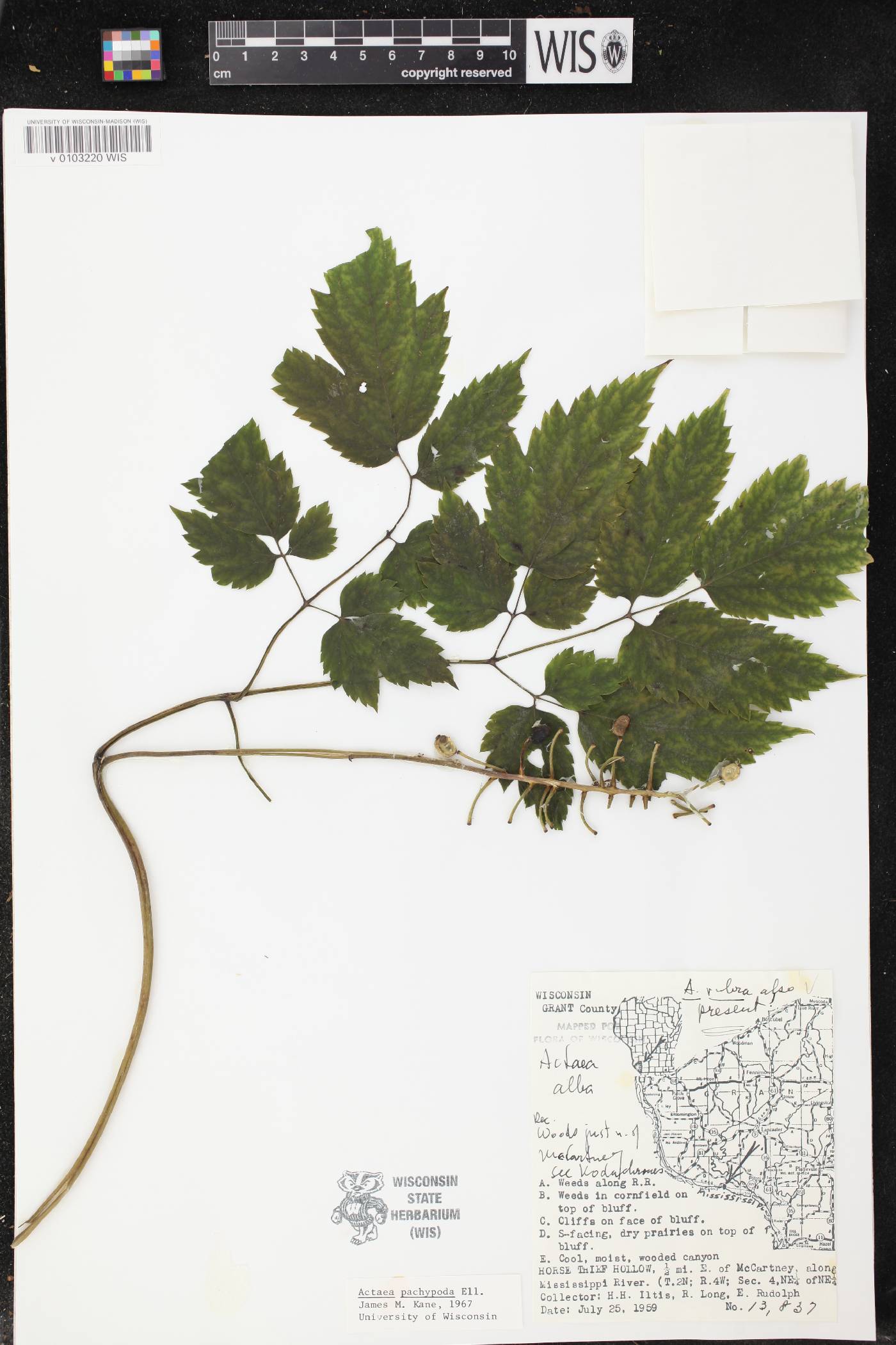 Actaea pachypoda image