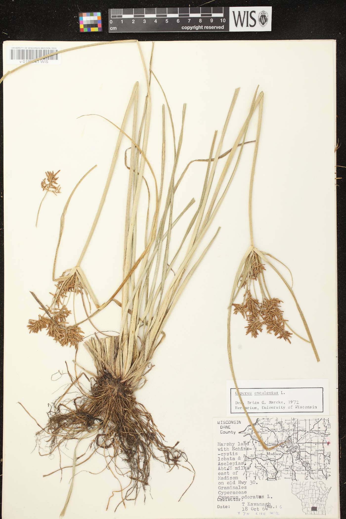 Cyperus esculentus var. leptostachyus image